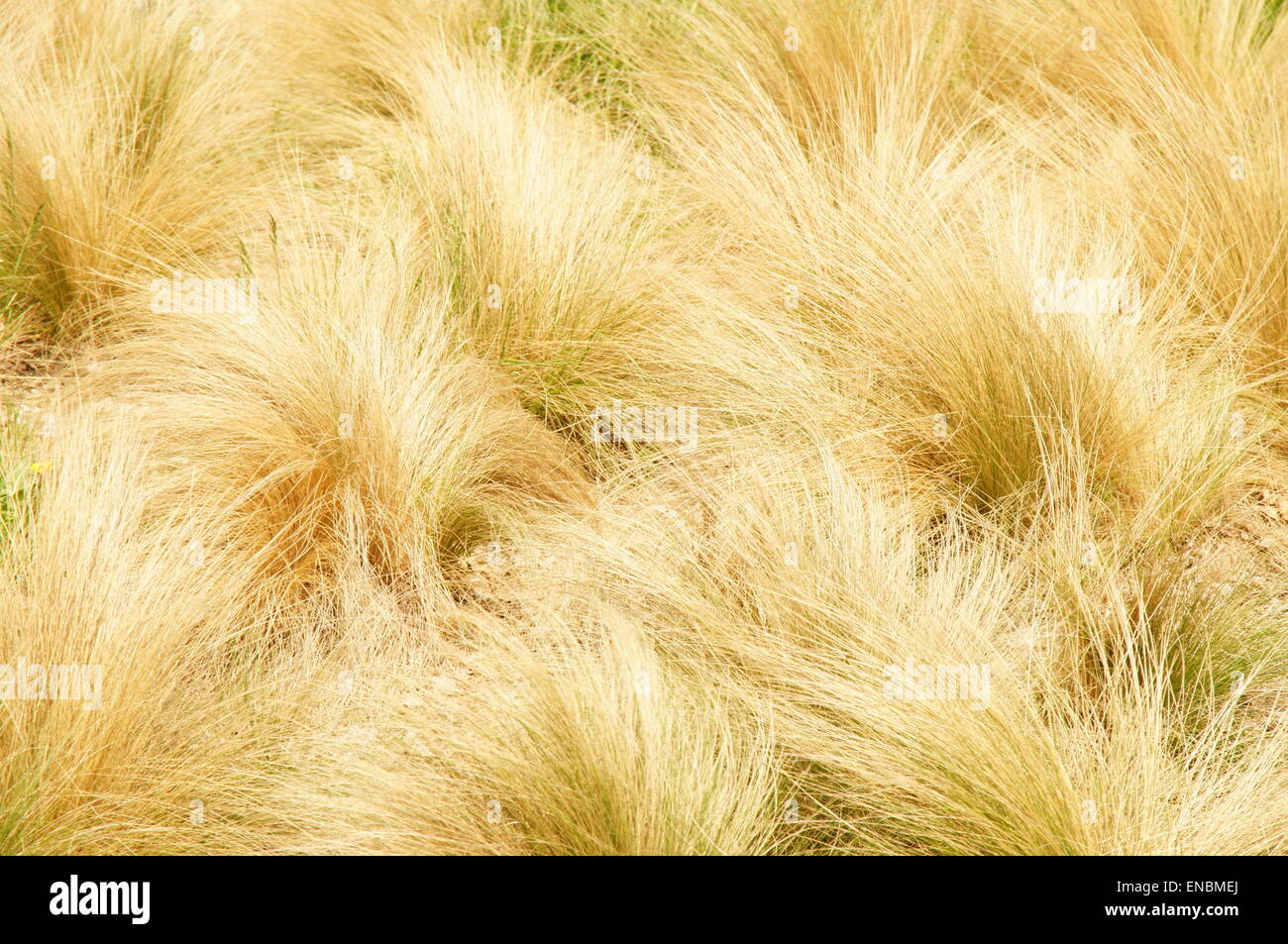 Long dry grass background hi-res stock photography and images - Alamy