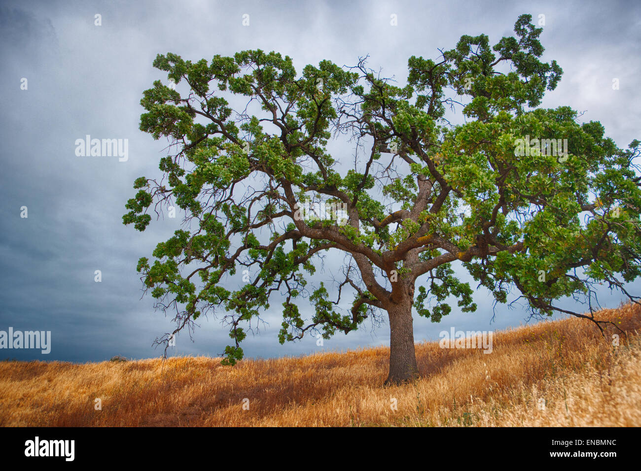 Live oak tree silhouette hi-res stock photography and images - Alamy