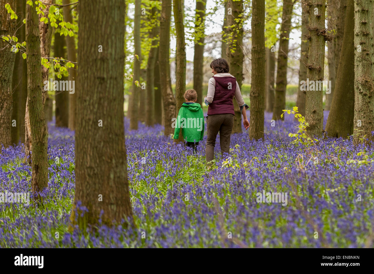 Ringshall, Hertfordshire, UK. 1 May 2015. A mother and child walk through the bluebells. Just in time for the early May bank holiday, the bluebells are nearly in full bloom in Dockey Wood, part of the Ashridge Estate. This wood is renowned for its carpet of bluebells every spring and is regarded as one of the finest examples in the country.  Credit:  Stephen Chung / Alamy Live News Stock Photo