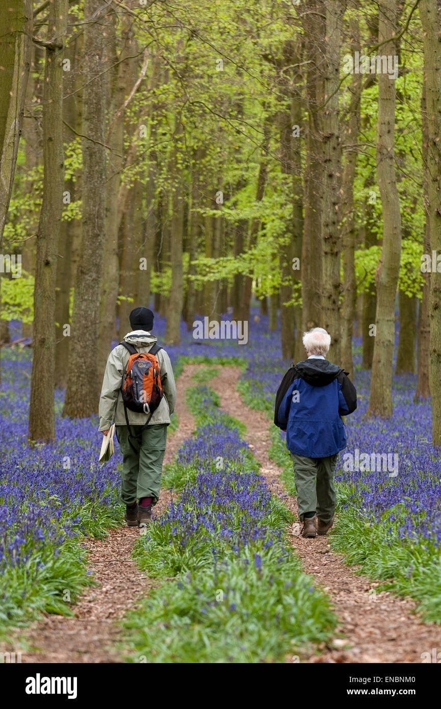 Ringshall, Hertfordshire, UK. 1 May 2015. A pair of hikers walk through the bluebells. Just in time for the early May bank holiday, the bluebells are nearly in full bloom in Dockey Wood, part of the Ashridge Estate. This wood is renowned for its carpet of bluebells every spring and is regarded as one of the finest examples in the country.  Credit:  Stephen Chung / Alamy Live News Stock Photo