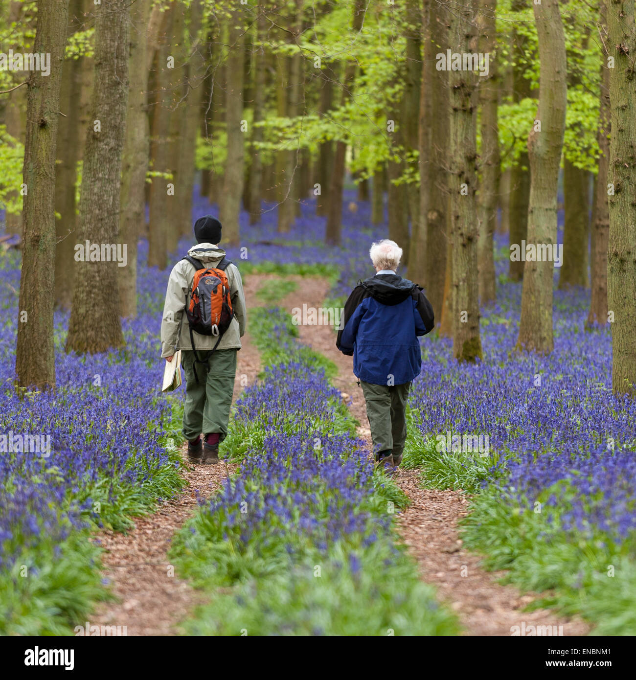 Ringshall, Hertfordshire, UK. 1 May 2015. A pair of hikers walk through the bluebells. Just in time for the early May bank holiday, the bluebells are nearly in full bloom in Dockey Wood, part of the Ashridge Estate. This wood is renowned for its carpet of bluebells every spring and is regarded as one of the finest examples in the country.  Credit:  Stephen Chung / Alamy Live News Stock Photo