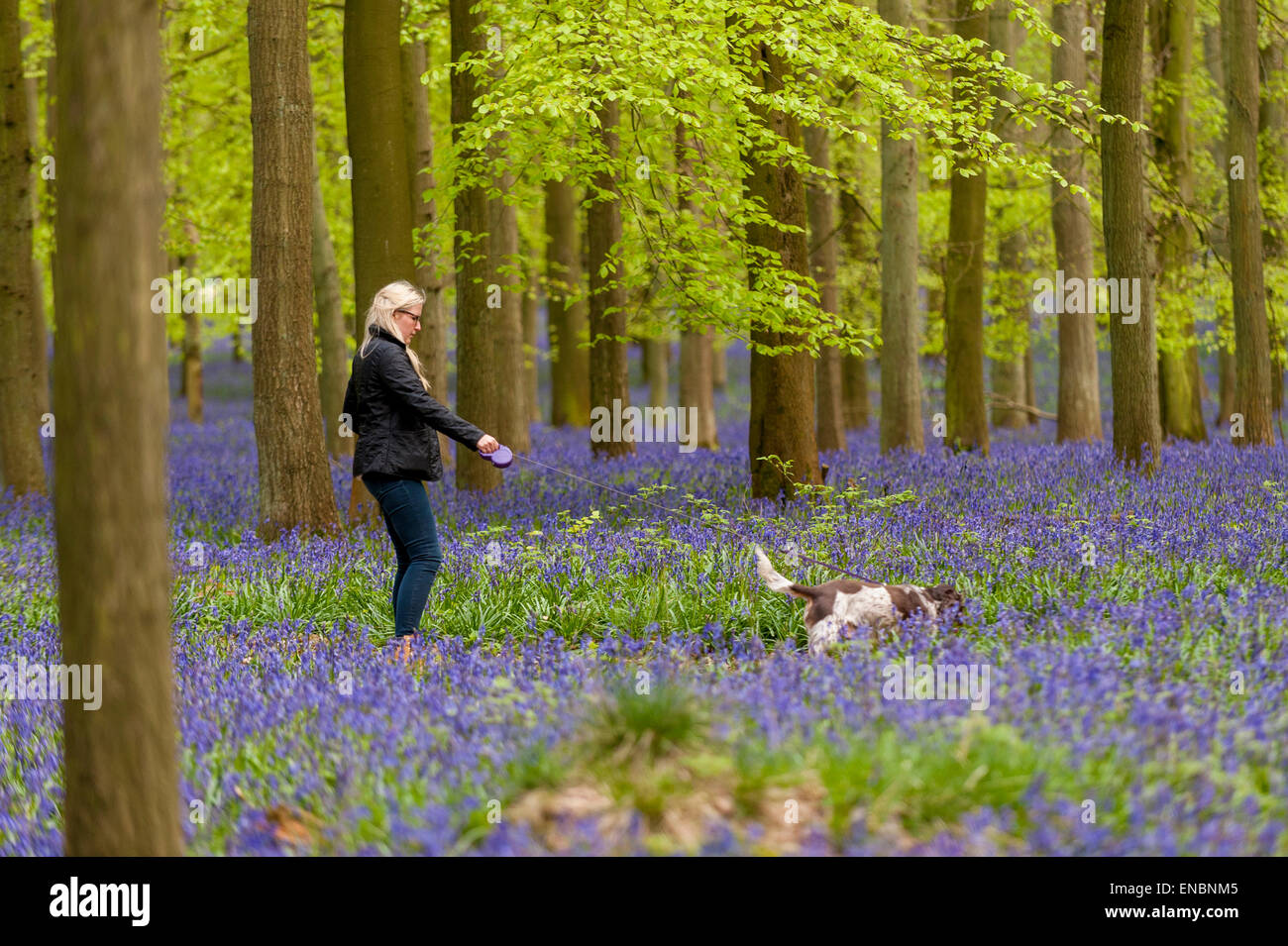 Ringshall, Hertfordshire, UK. 1 May 2015. A woman walks her dog through the bluebells.  Just in time for the early May bank holiday, the bluebells are nearly in full bloom in Dockey Wood, part of the Ashridge Estate. This wood is renowned for its carpet of bluebells every spring and is regarded as one of the finest examples in the country.  Credit:  Stephen Chung / Alamy Live News Stock Photo