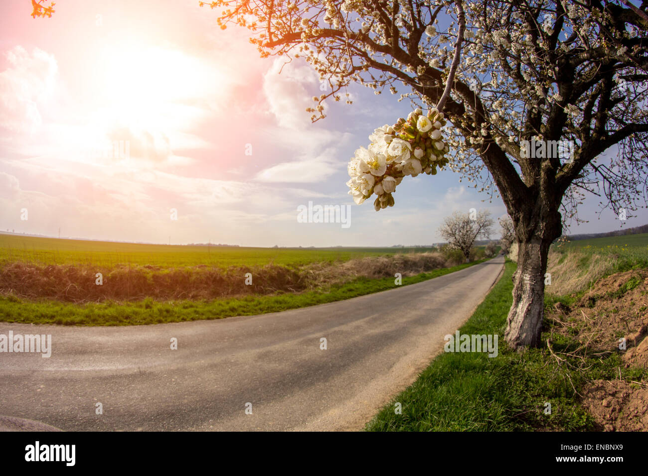 Beautiful sunset over the large green field Stock Photo - Alamy