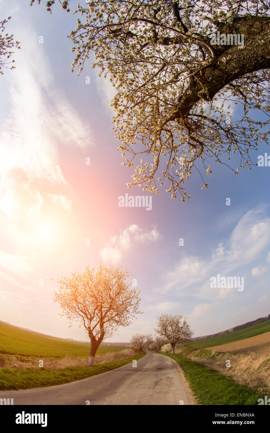 Beautiful sunset over the large green field Stock Photo - Alamy
