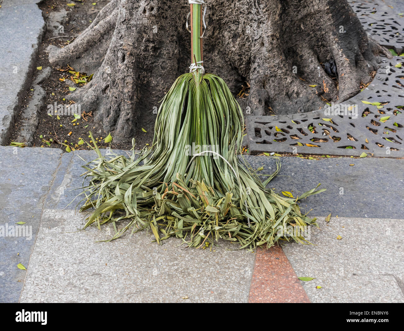 Broom palm High Resolution Stock Photography and Images - Alamy