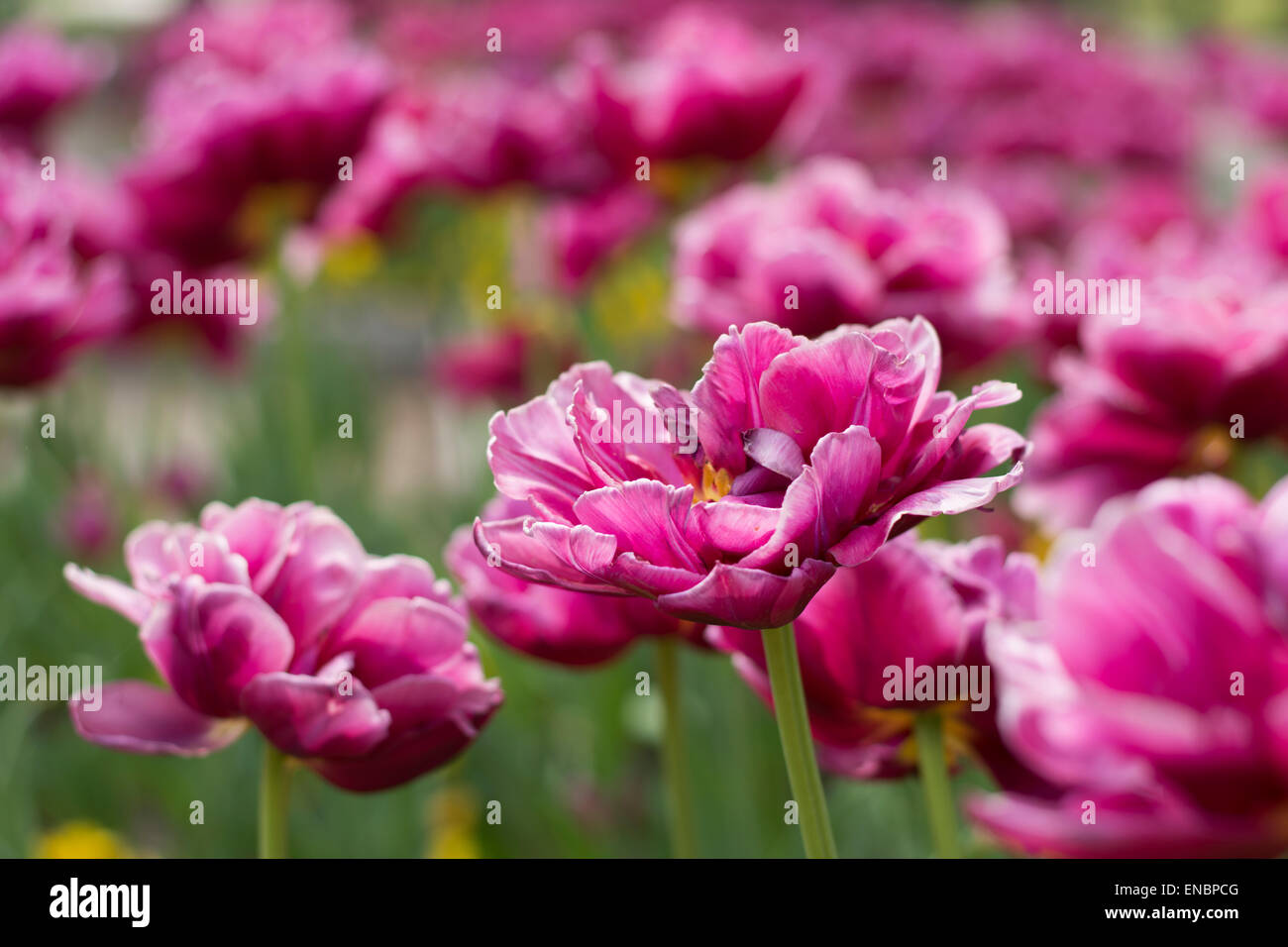 Lots of rose tulips blooming in the grass Stock Photo