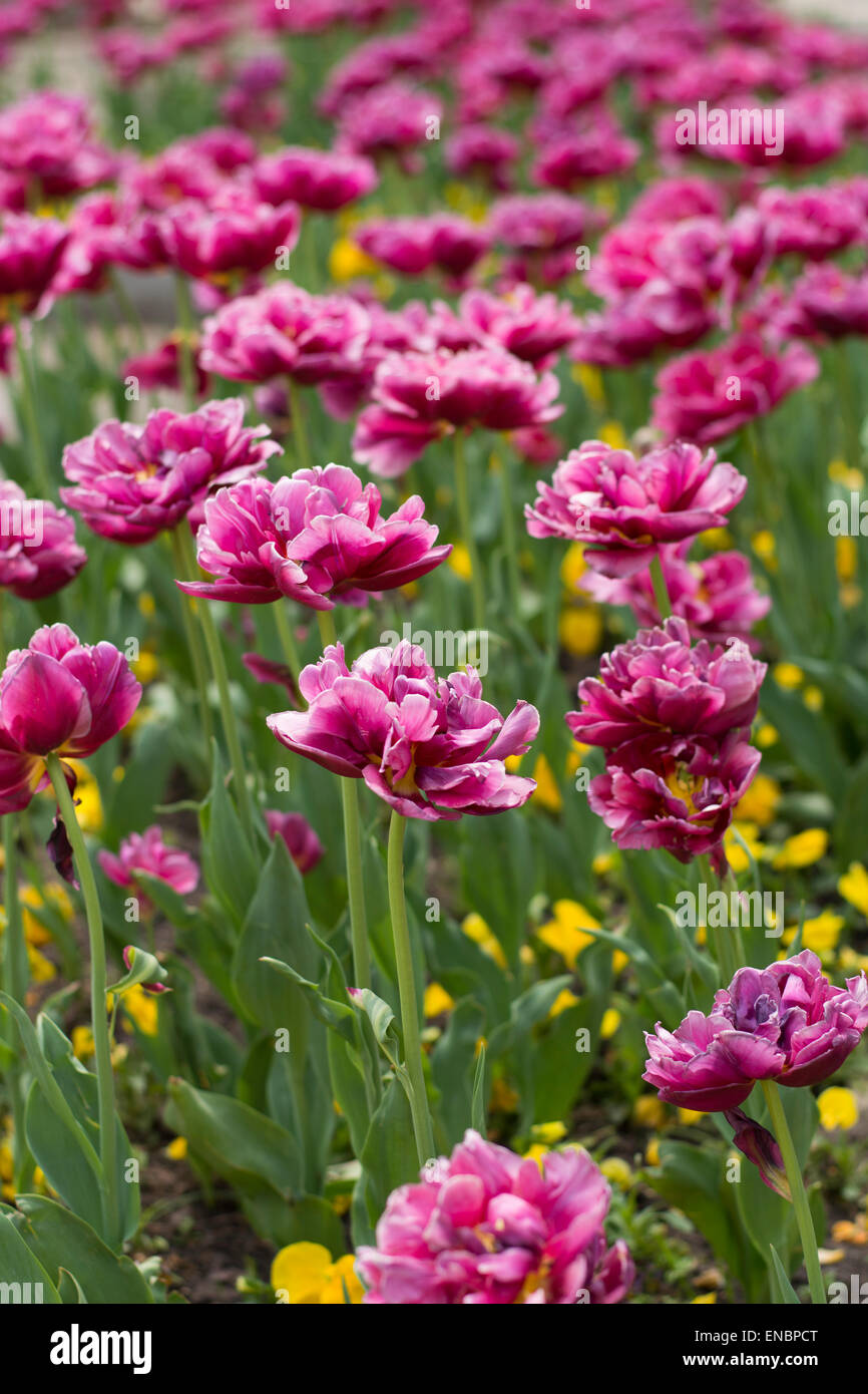 Lots of rose tulips blooming in the grass Stock Photo