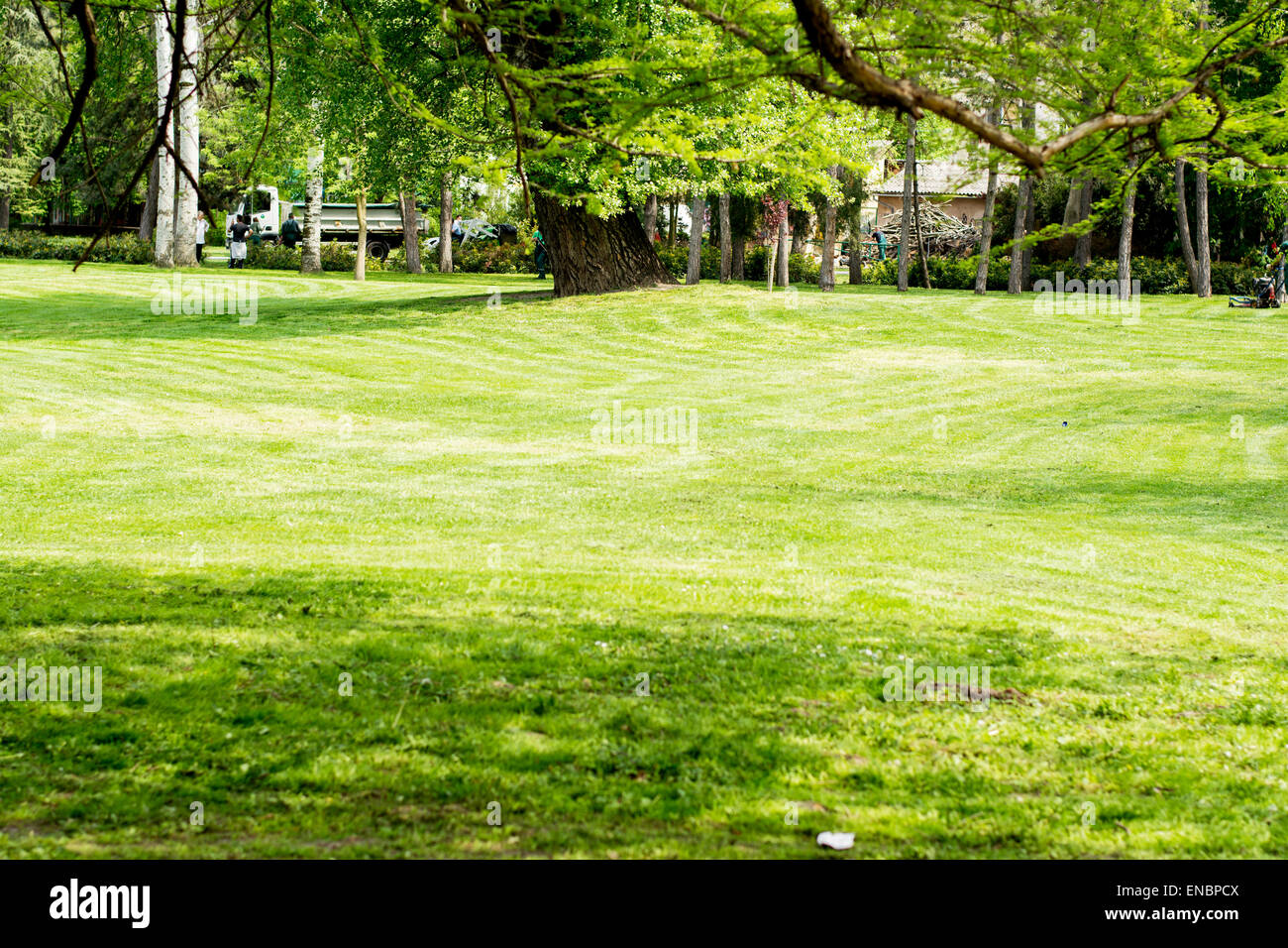 Green grass in the park Stock Photo - Alamy