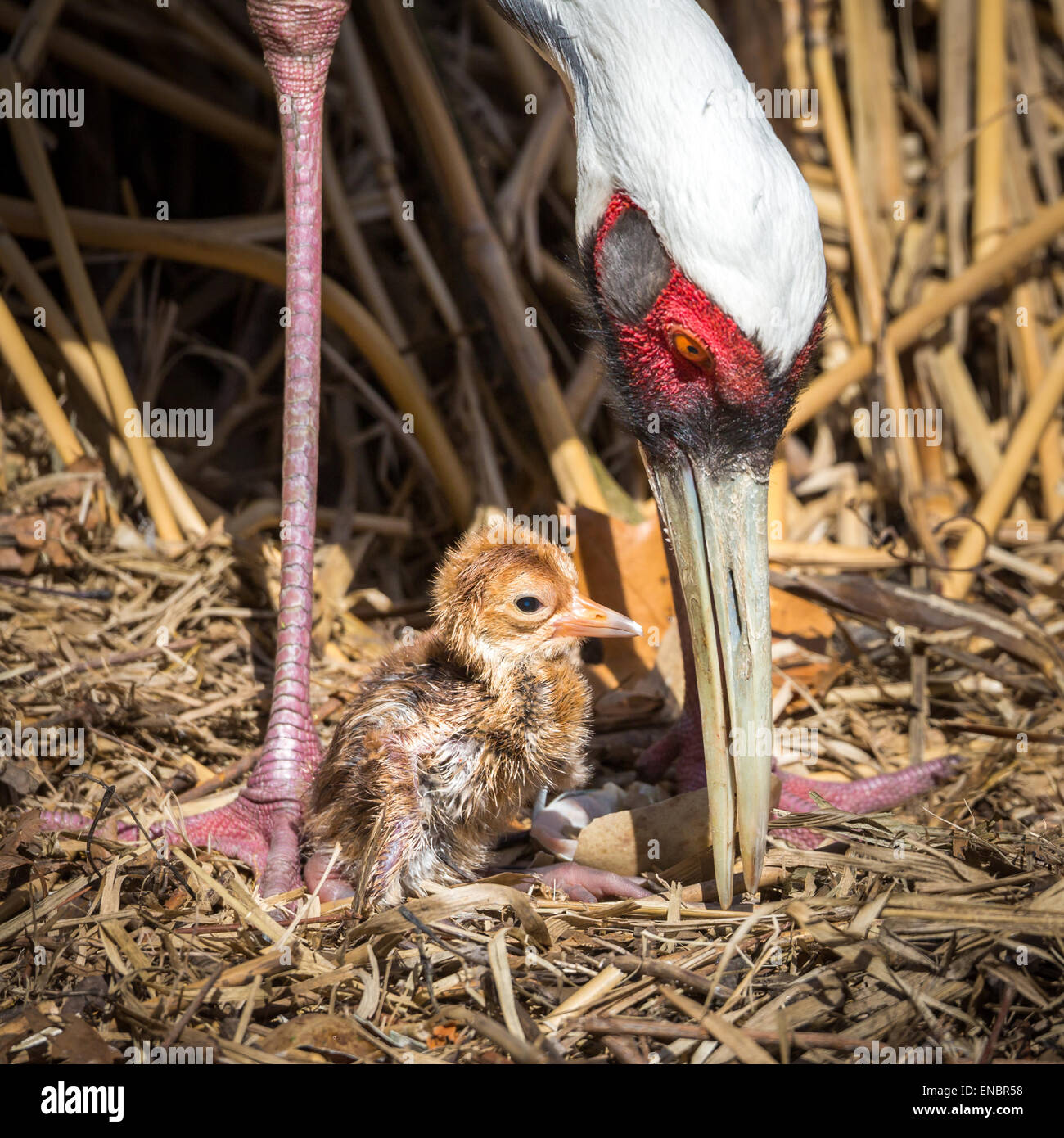 Female Sarus Crane protecting her just hatched baby chick. The Sarus Crane (Grus antigone) is the tallest flying bird Stock Photo