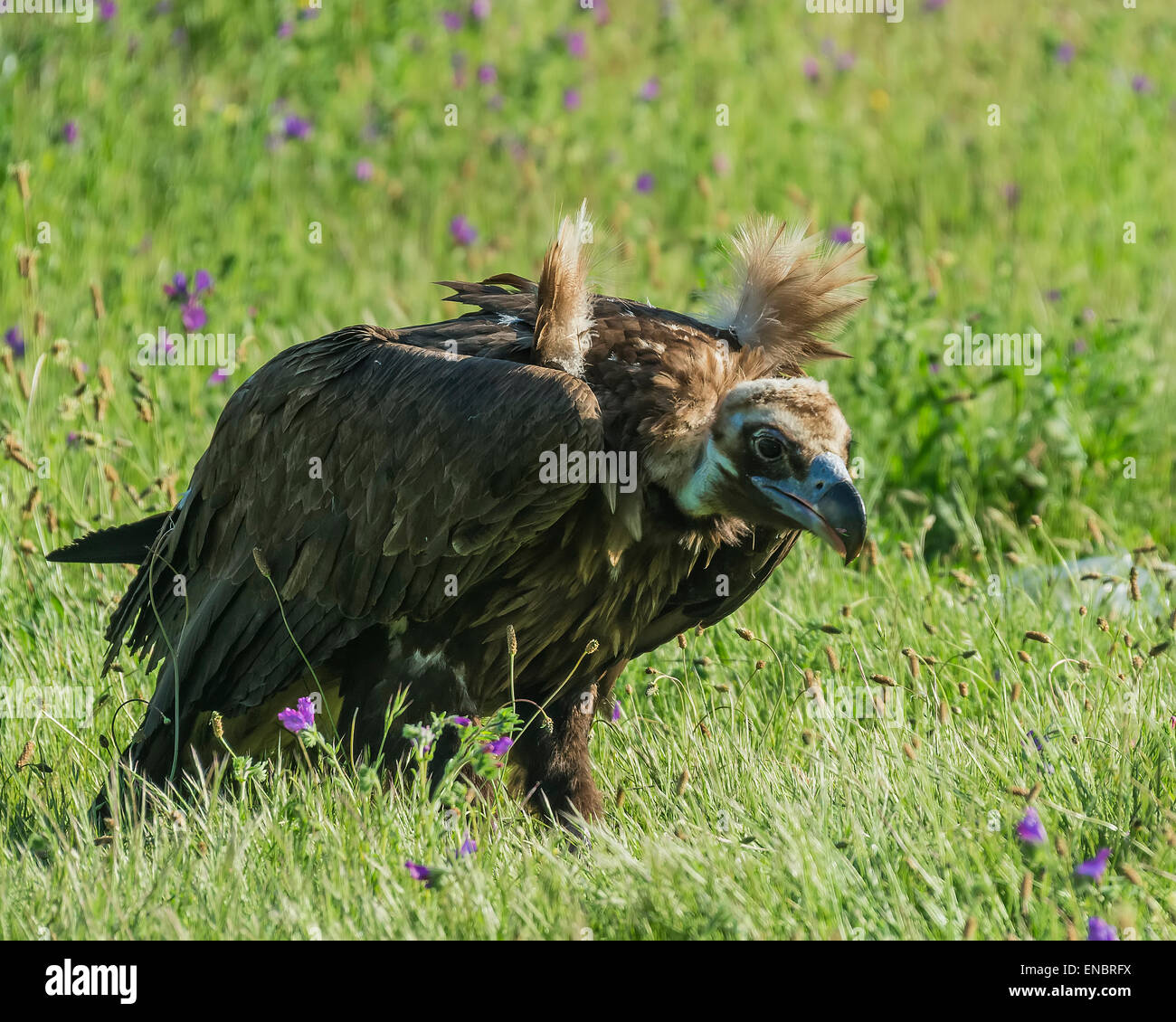 black vulture aegypius monachus Stock Photo