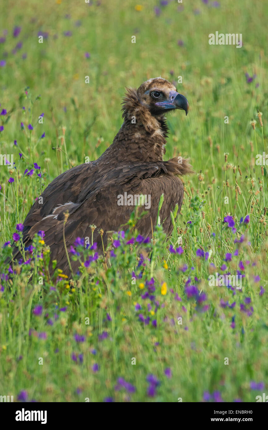 black vulture aegypius monachus Stock Photo