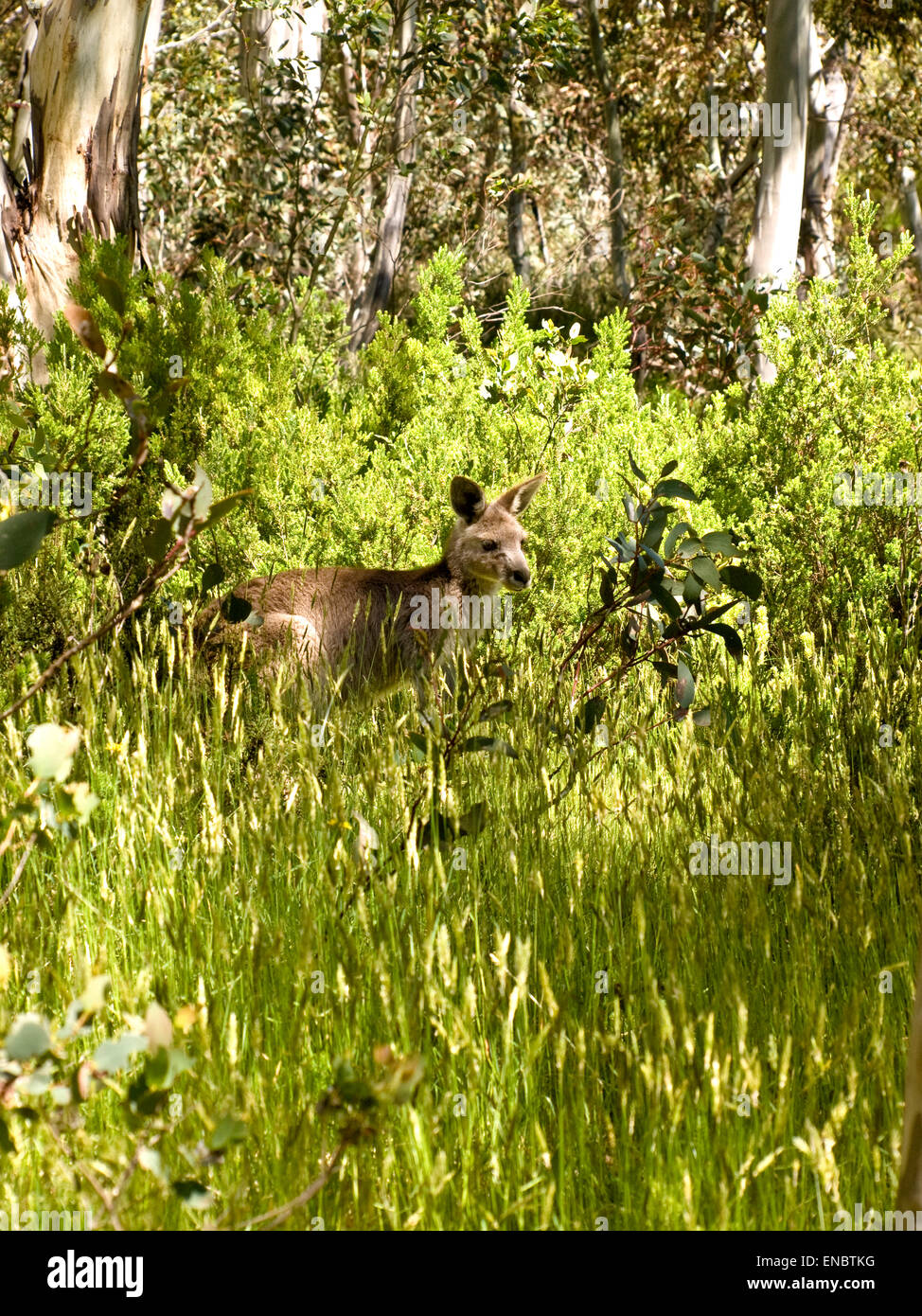 Australia: Eastern Grey kangaroo (Macropus giganteus) in bush, Snowy Mountains, NSW Stock Photo