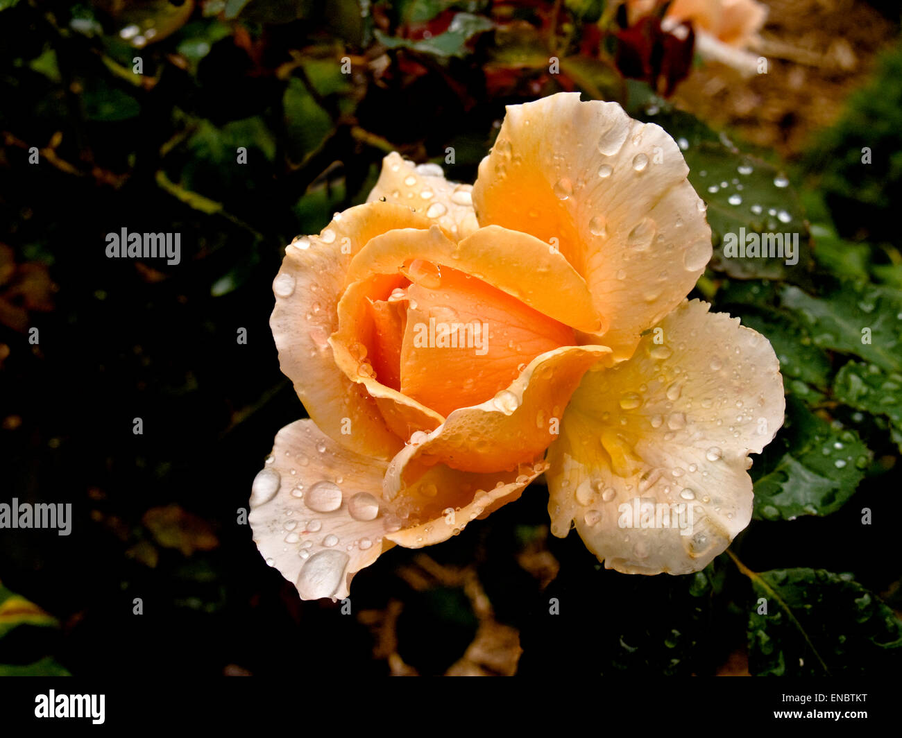 Apricot rose flower with raindrops Stock Photo