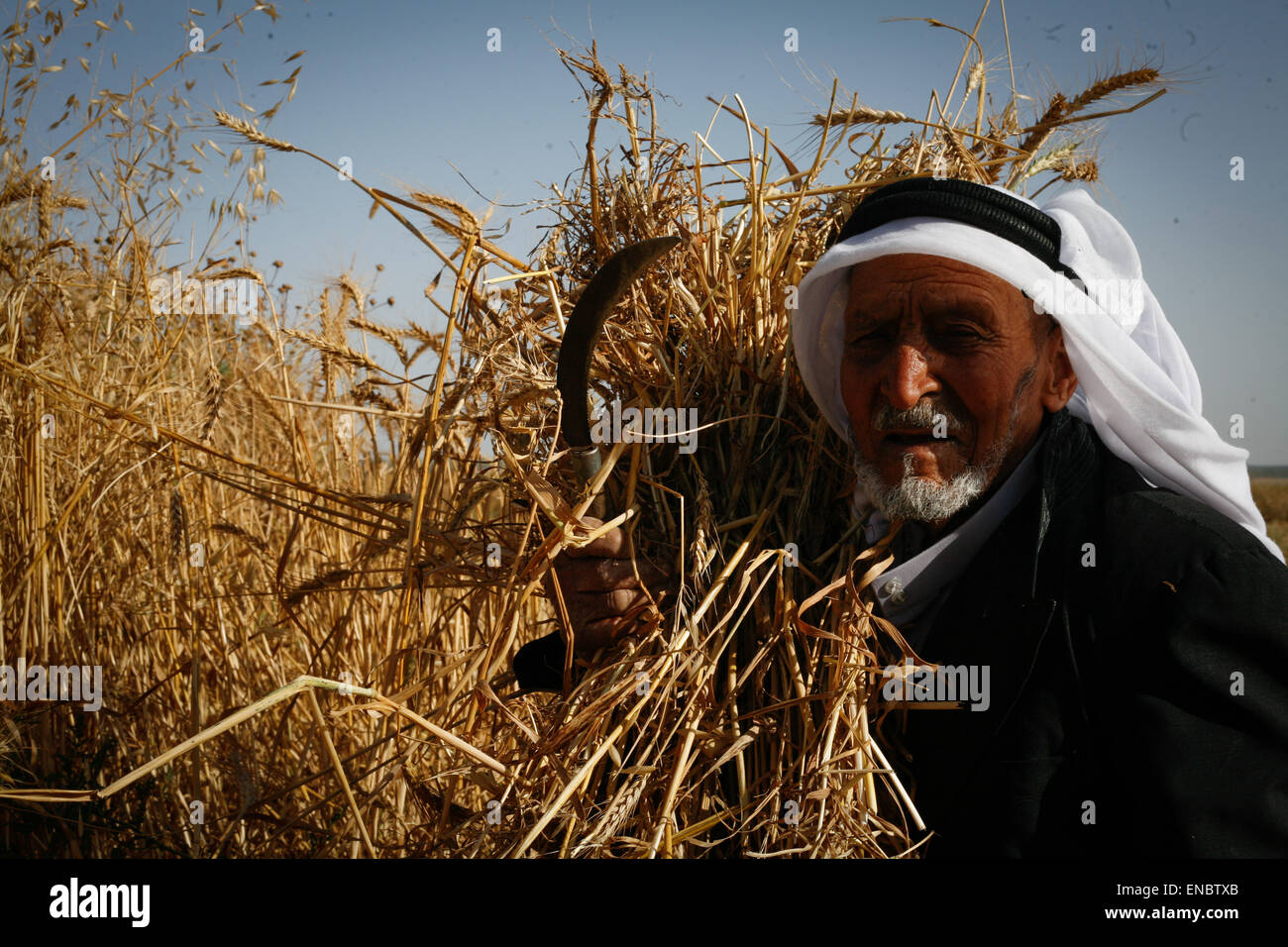 Khan Yunis, Palestine. 02nd May, 2015. Khan Younis, Gaza Strip, Palestinian Territory - Palestinian farmers collects wheat stalks during the annual harvest in a field in Khuza'a east of Khan Yunis, in the southern Gaza Strip. © Ahmed Hjazy/Pacific Press/Alamy Live News Stock Photo