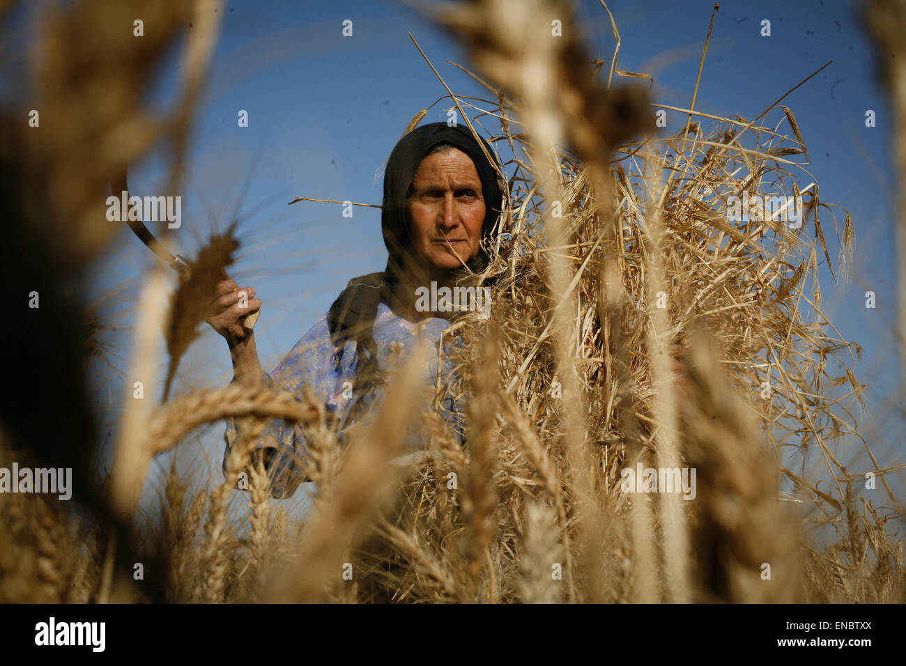 Khan Yunis, Palestine. 02nd May, 2015. Khan Younis, Gaza Strip, Palestinian Territory - Palestinian farmers collects wheat stalks during the annual harvest in a field in Khuza'a east of Khan Yunis, in the southern Gaza Strip. © Ahmed Hjazy/Pacific Press/Alamy Live News Stock Photo