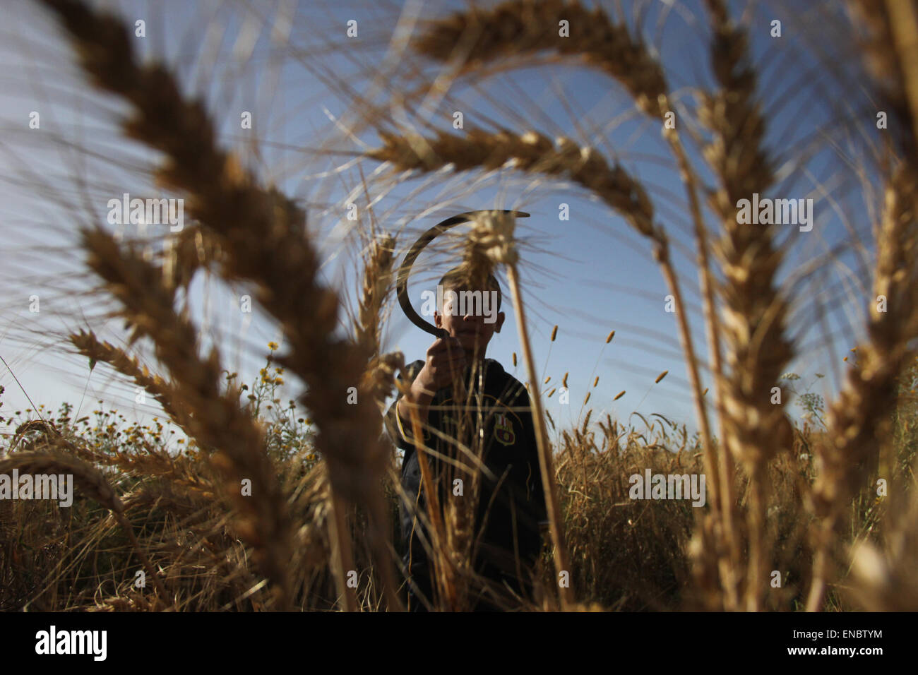 Khan Yunis, Palestine. 02nd May, 2015. Khan Younis, Gaza Strip, Palestinian Territory - A Palestinian farmer collects wheat stalks during the annual harvest in a field in Khuza'a east of Khan Yunis, in the southern Gaza Strip. Khan Younis, Gaza Strip, Palestinian Territory - Palestinian farmers collects wheat stalks during the annual harvest in a field in Khuza'a east of Khan Yunis, in the southern Gaza Strip. © Ahmed Hjazy/Pacific Press/Alamy Live News Stock Photo