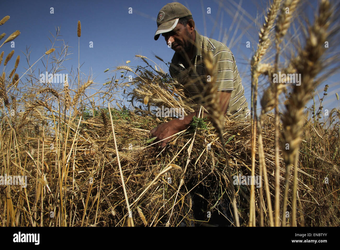Khan Yunis, Palestine. 02nd May, 2015. Khan Younis, Gaza Strip, Palestinian Territory - A Palestinian farmer collects wheat stalks during the annual harvest in a field in Khuza'a east of Khan Yunis, in the southern Gaza Strip. Khan Younis, Gaza Strip, Palestinian Territory - Palestinian farmers collects wheat stalks during the annual harvest in a field in Khuza'a east of Khan Yunis, in the southern Gaza Strip. © Ahmed Hjazy/Pacific Press/Alamy Live News Stock Photo