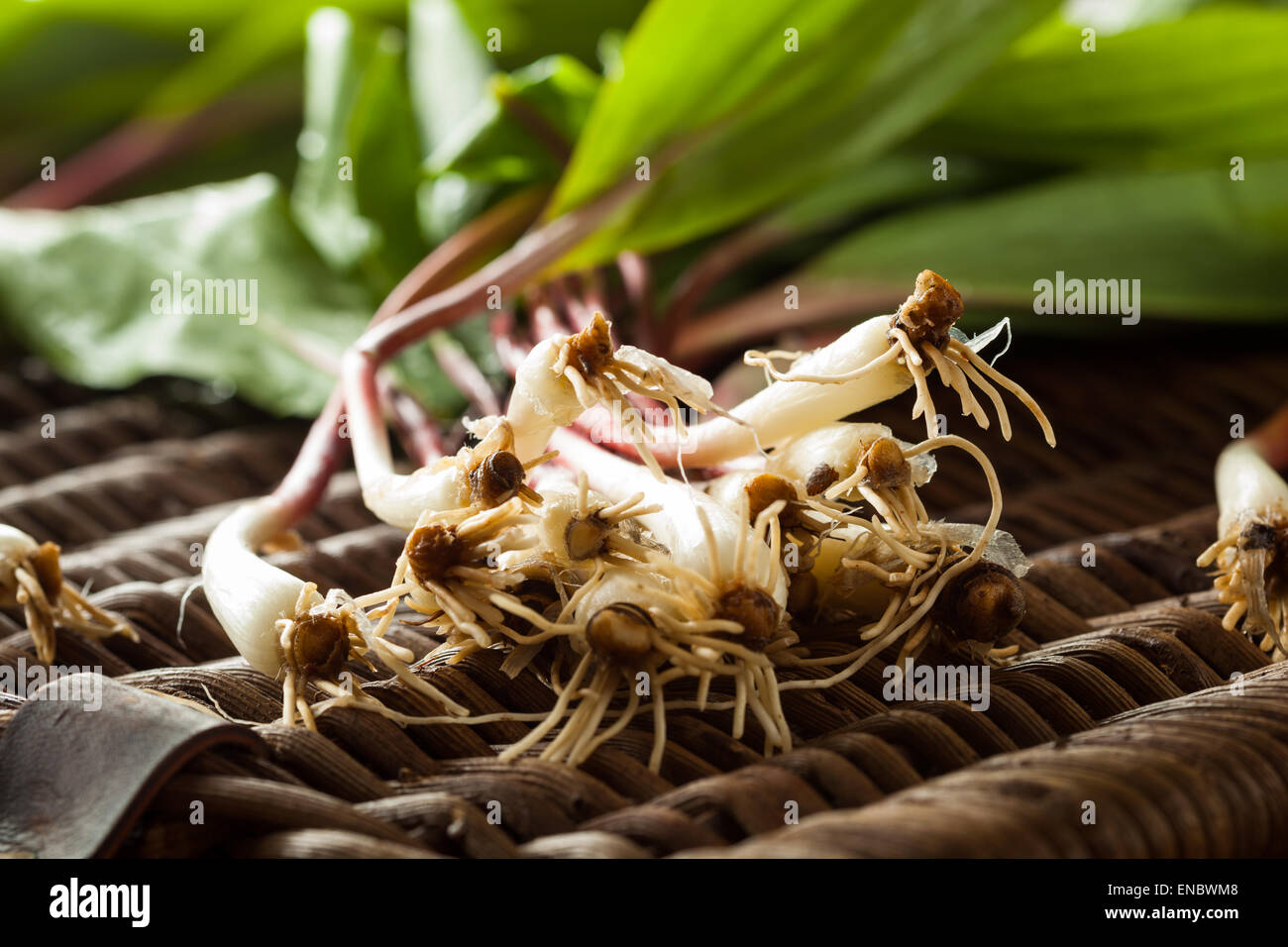 Raw Organic Green Ramps Ready to Cook With Stock Photo Alamy