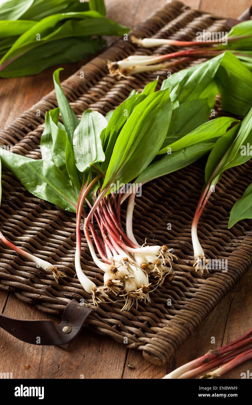 Raw Organic Green Ramps Ready to Cook With Stock Photo Alamy