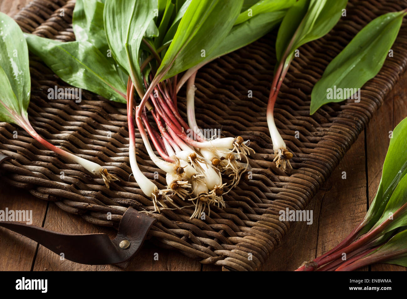 Raw Organic Green Ramps Ready to Cook With Stock Photo Alamy
