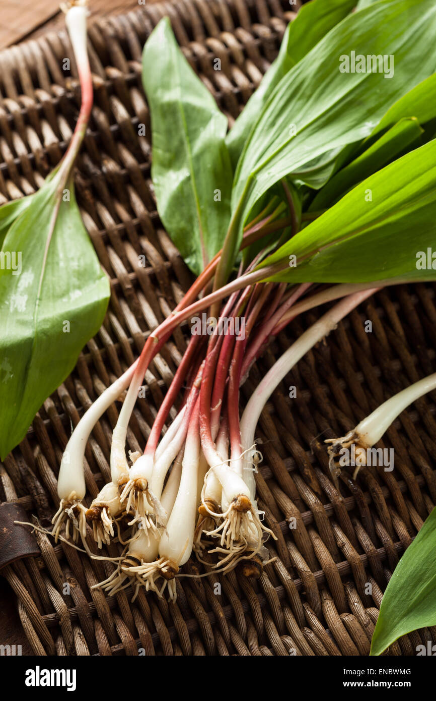Ramps Vegetable High Resolution Stock Photography and Images Alamy