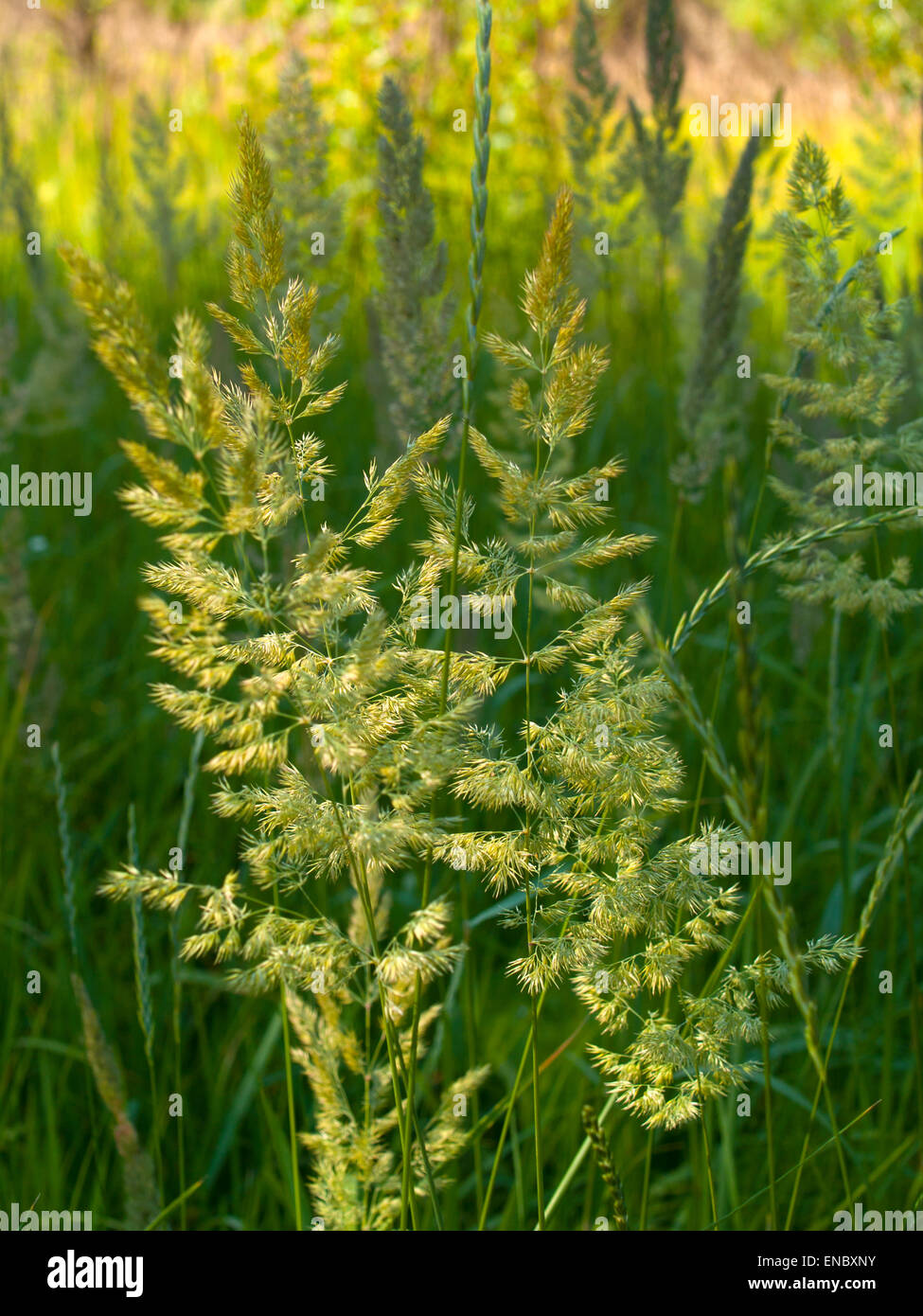 Herbs and grasses(Lolium),(Calamagrostis epgeios) in the meadow. Stock Photo