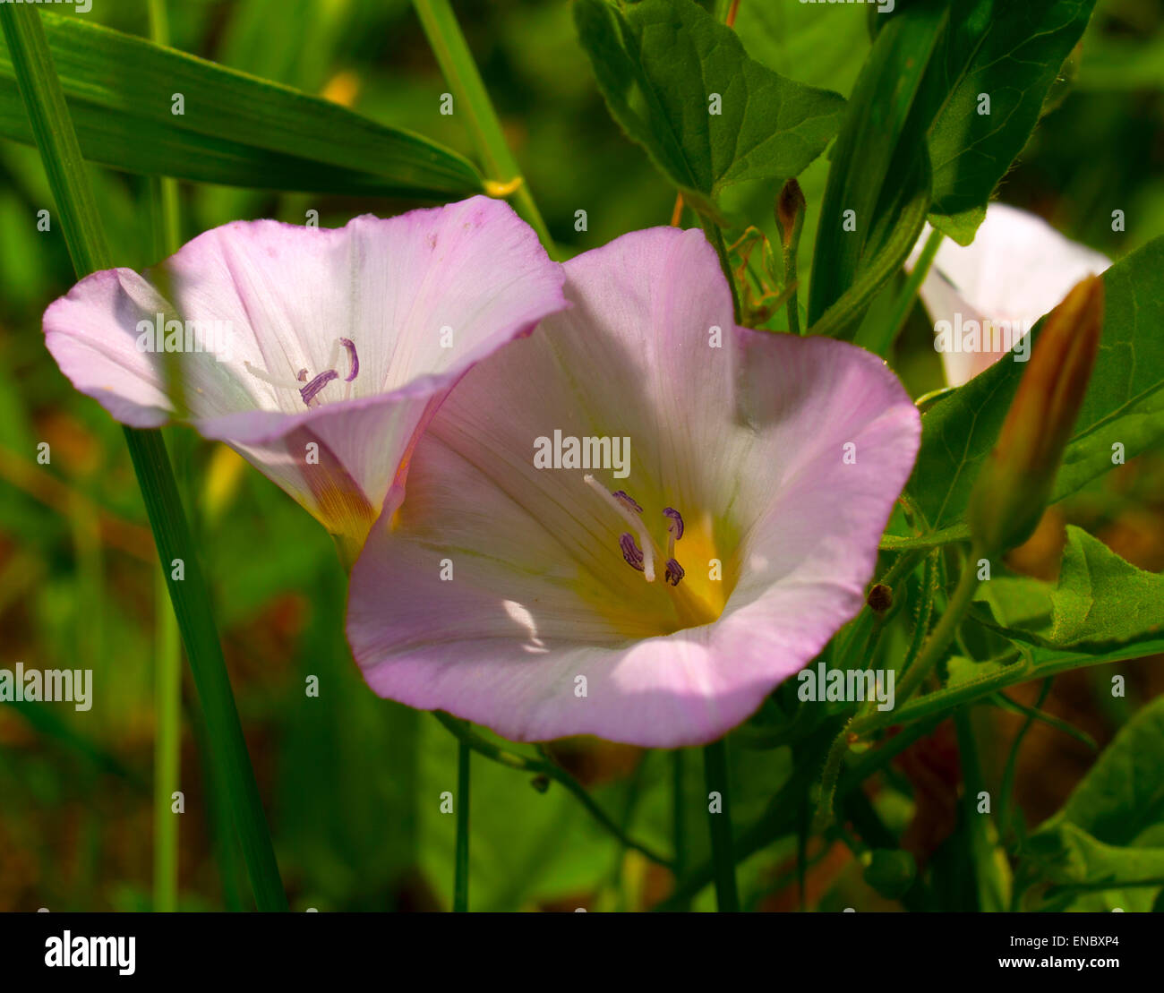 A plant with flowers of field bindweed.(Arvensis bindweed).macro Stock
