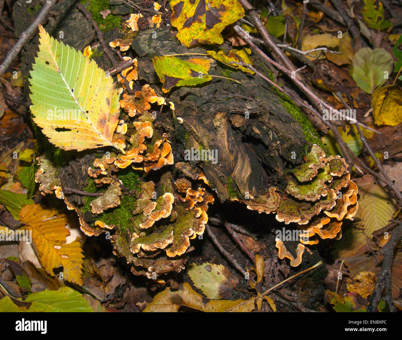 Mushroom(Trametes versicolor)on an old tree stump in autumn in the woods. Stock Photo