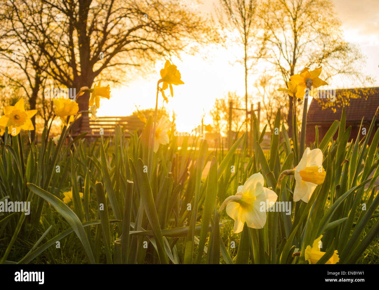 Daffodils at sunrise on Spring morning iin public park in England. UK
