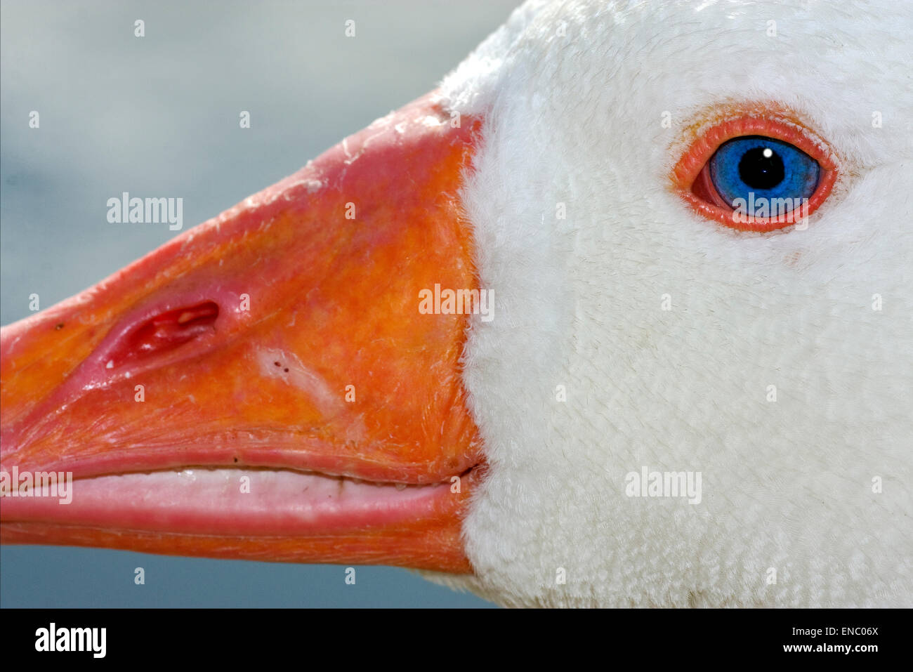 a white duck whit blue eye in buenos aires argentina Stock Photo Alamy