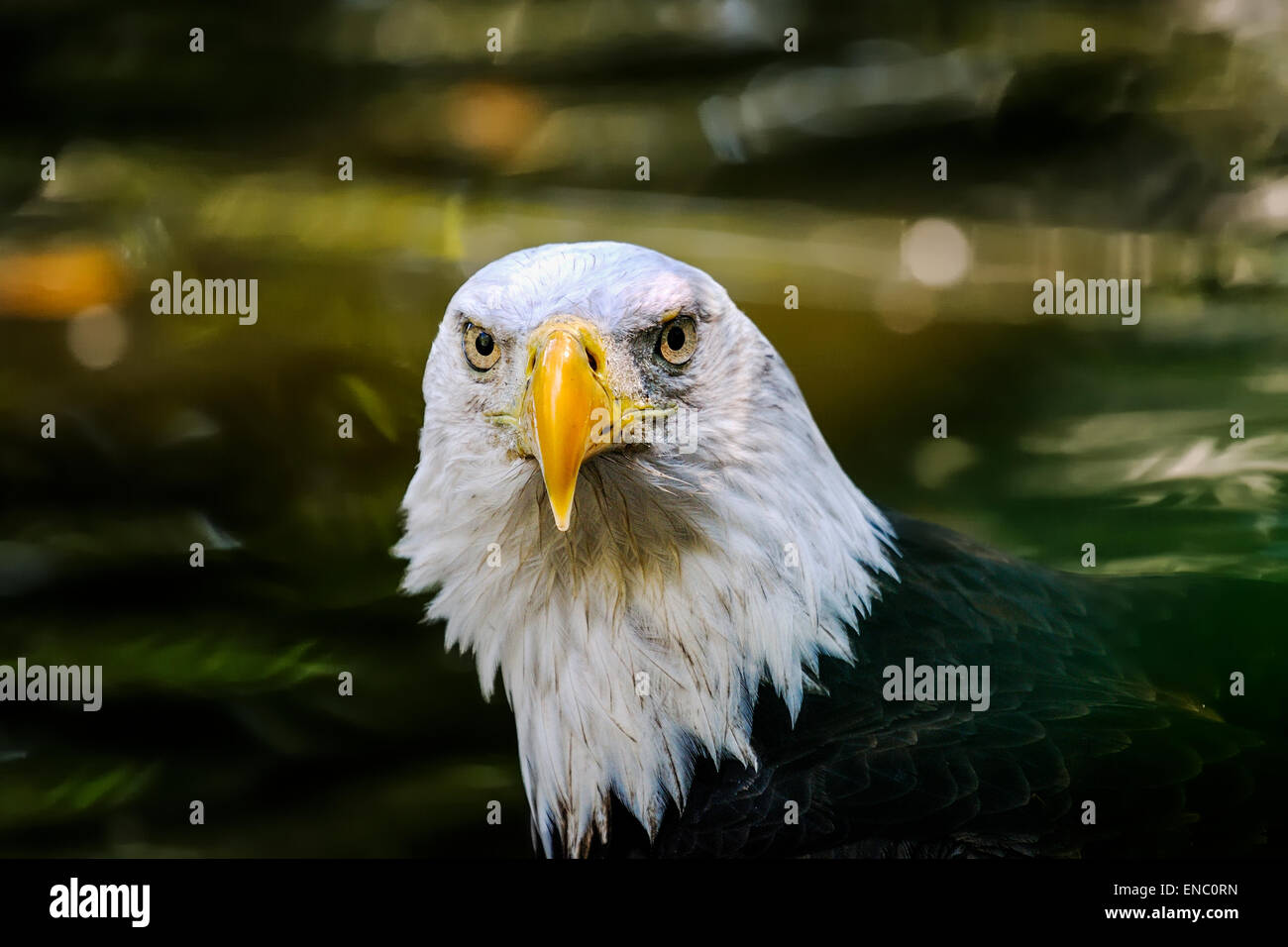 Bald eagle wing tail feathers hires stock photography and images Alamy
