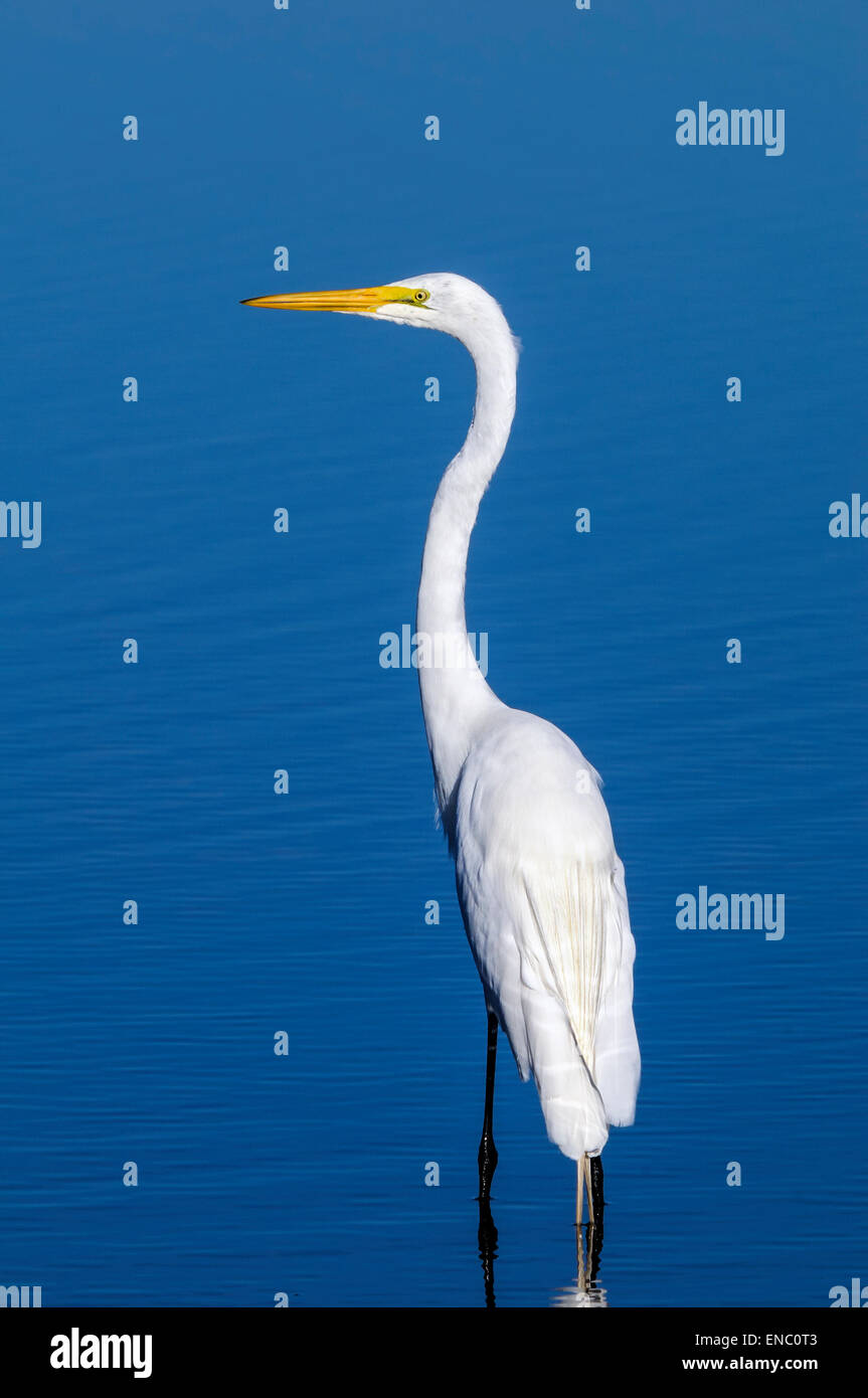 ardea alba, great egret Stock Photo Alamy