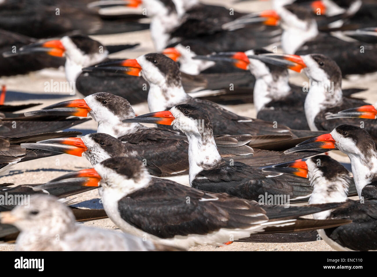 black skimmer, rynchops niger Stock Photo