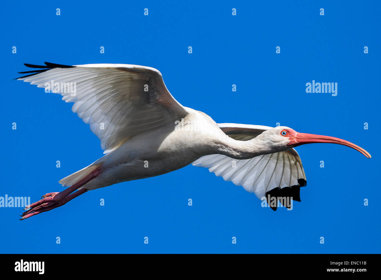 Green ibis hires stock photography and images Alamy