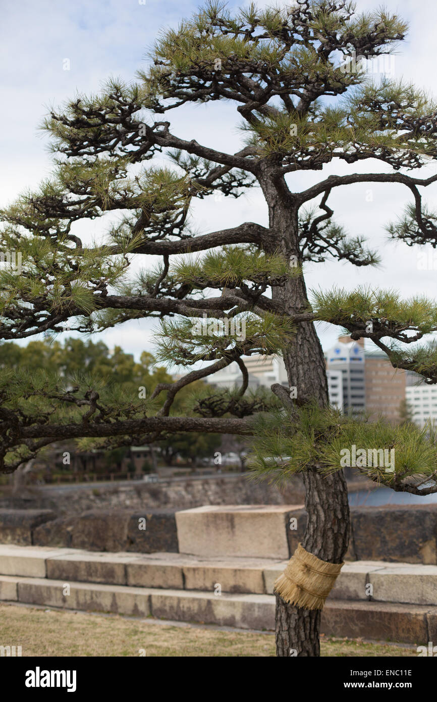 Japanese pine tree, Osaka, Japan. Stock Photo