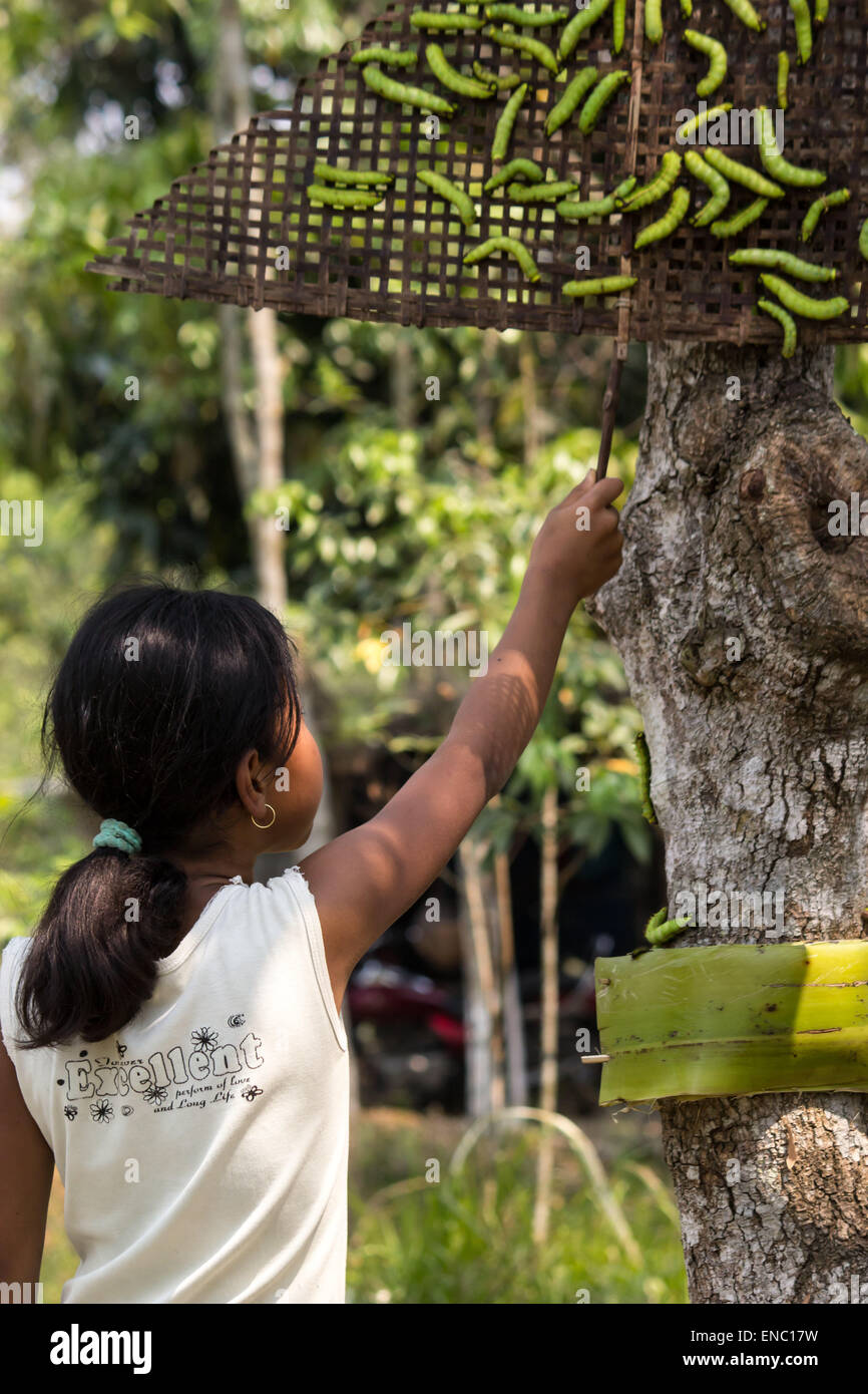 May 2, 2015 - Sivasagar, Assam, India - An Indian girl releases half grown Muga Silkworms on a Som tree (Machilus Bombycina) for its further growth in the Bakata village in Sivasagar district of northeastern Assam state on May 02, 2015. Muga silk is the product of the silkworm Antheraea assamensis endemic to Assam. The larvae of these moths feed on som (Machilus bombycina) leaves. The silk produced is known for its glossy fine texture and durability. Muga Sulkworm farming is one of the most profitable businesses in the Indian Assam state as the product has a high market value. (Credit Image: © Stock Photo