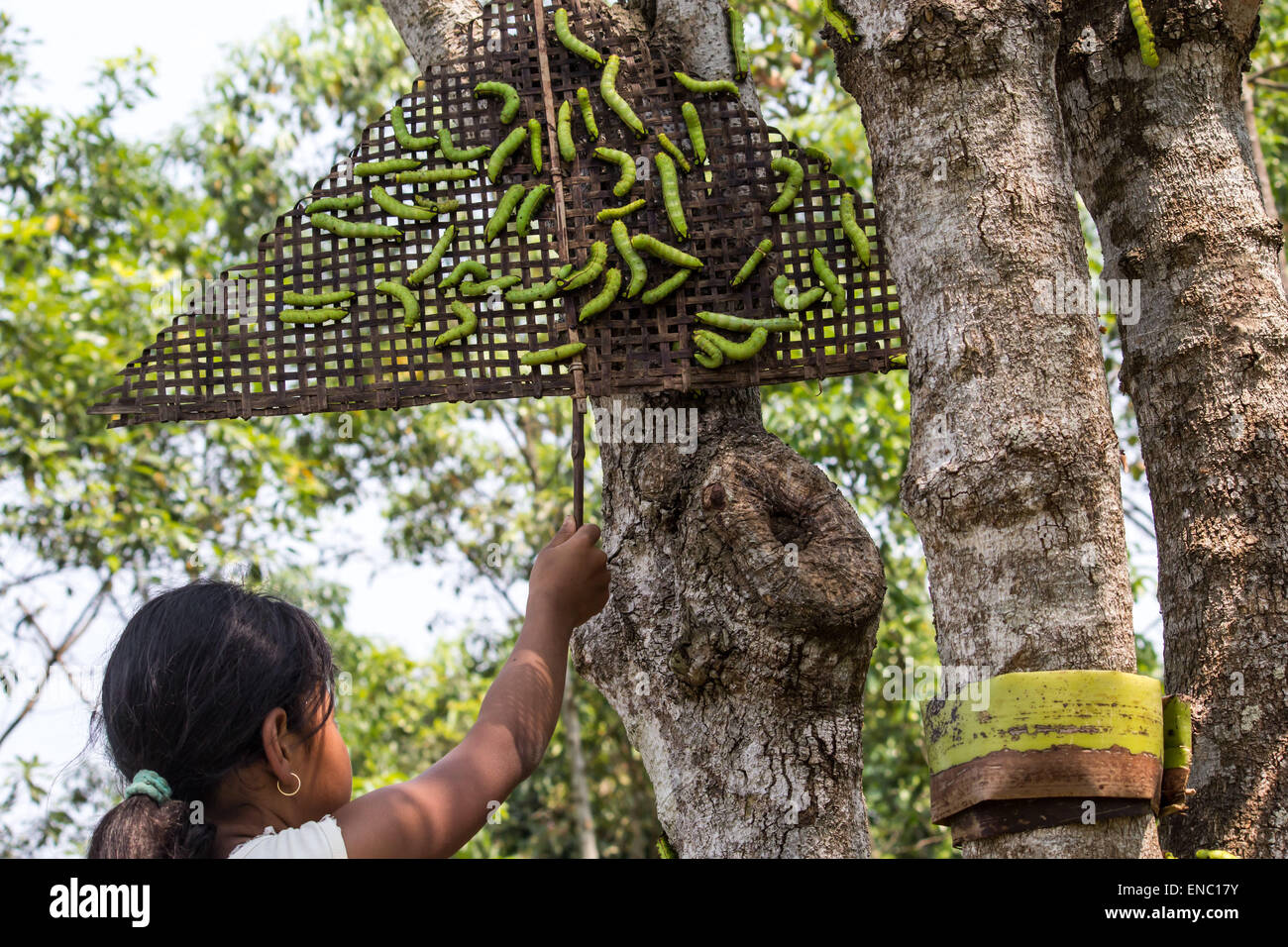 May 2, 2015 - Sivasagar, Assam, India - An Indian girl releases half grown Muga Silkworms on a Som tree (Machilus Bombycina) for its further growth in the Bakata village in Sivasagar district of northeastern Assam state on May 02, 2015. Muga silk is the product of the silkworm Antheraea assamensis endemic to Assam. The larvae of these moths feed on som (Machilus bombycina) leaves. The silk produced is known for its glossy fine texture and durability. Muga Sulkworm farming is one of the most profitable businesses in the Indian Assam state as the product has a high market value. (Credit Image: © Stock Photo