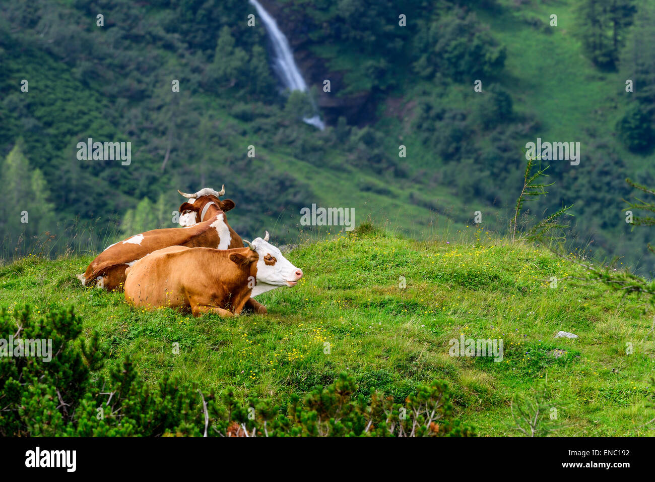 alp cows Stock Photo