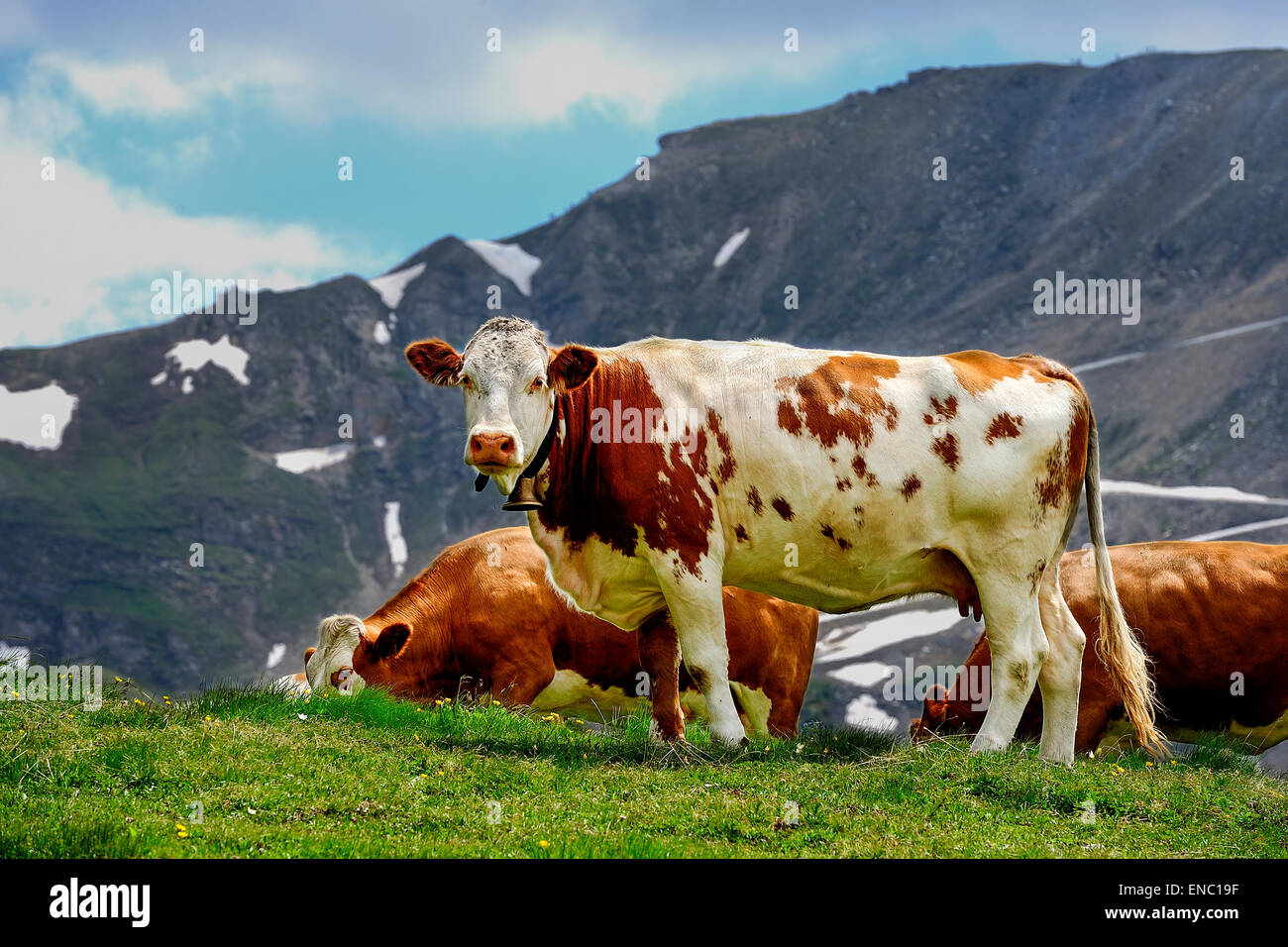 alp cows, grossglockner Stock Photo