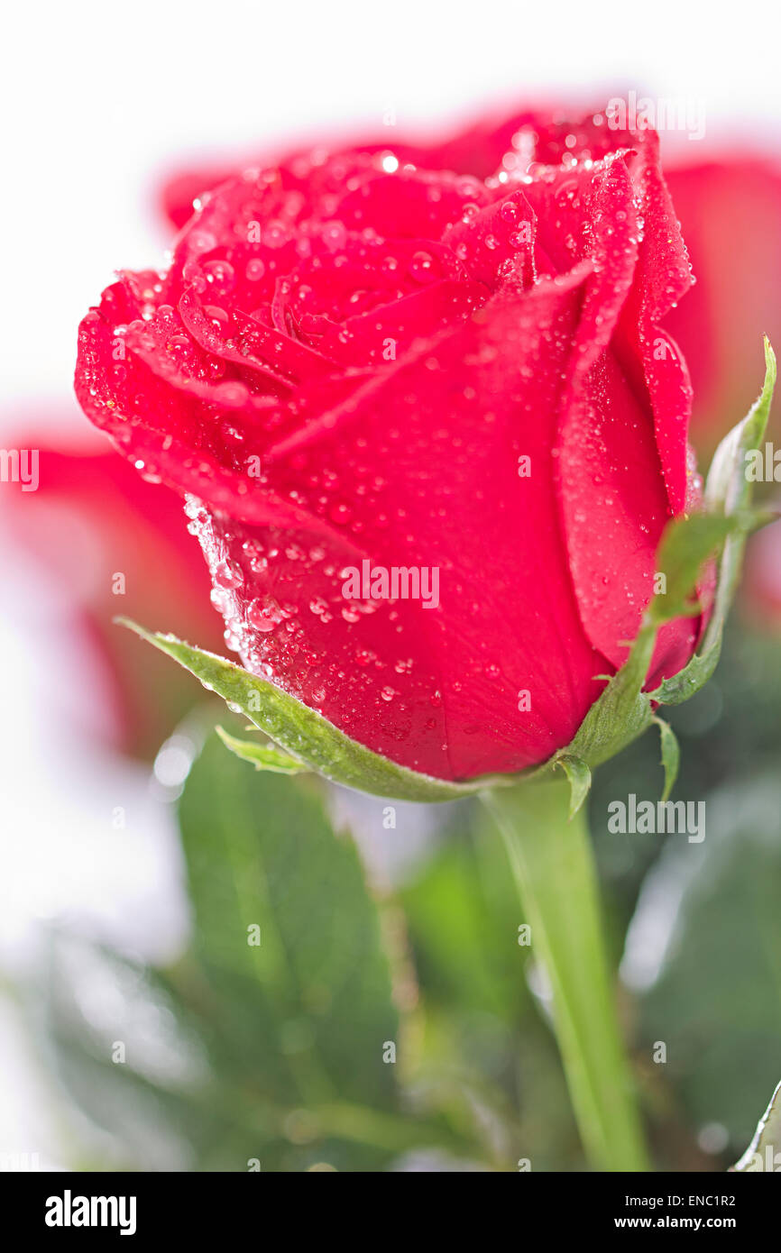 Beautiful rose flower hi-res stock photography and images - Alamy