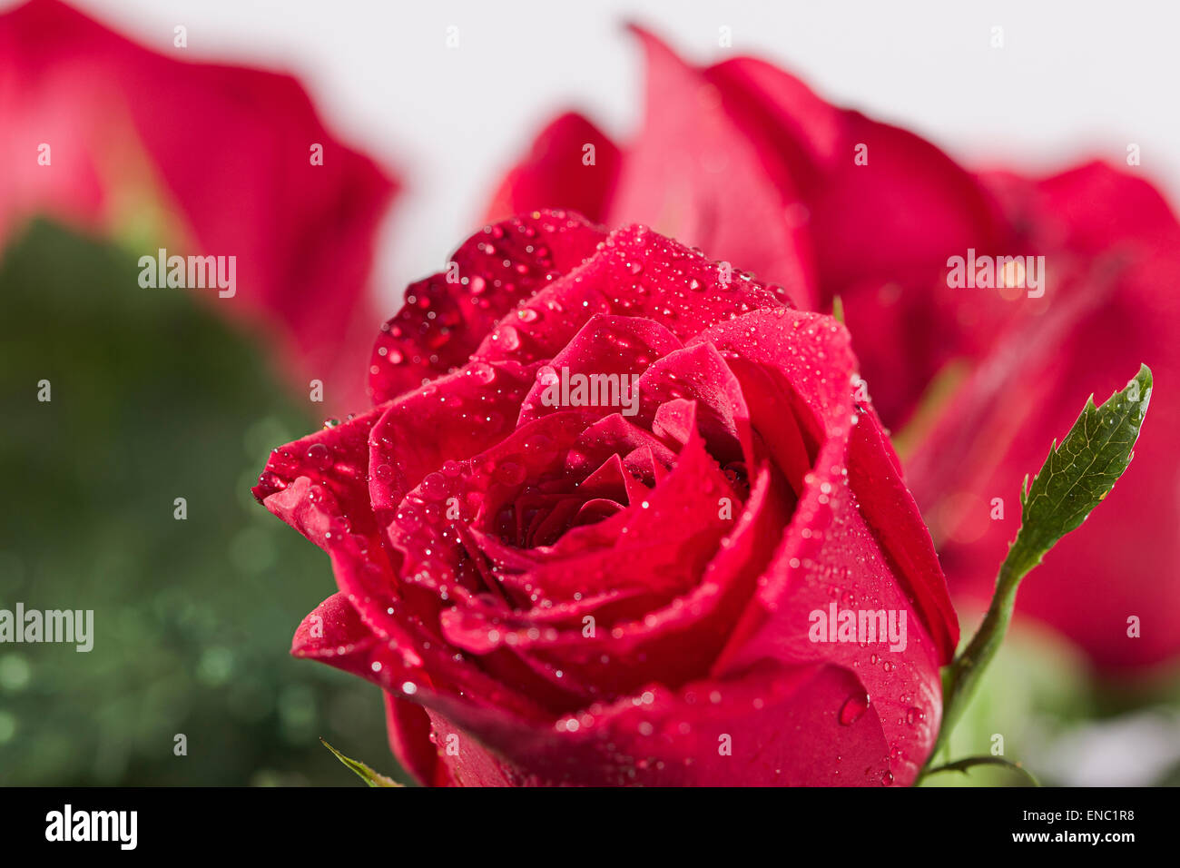 Beautiful rose flower hi-res stock photography and images - Alamy