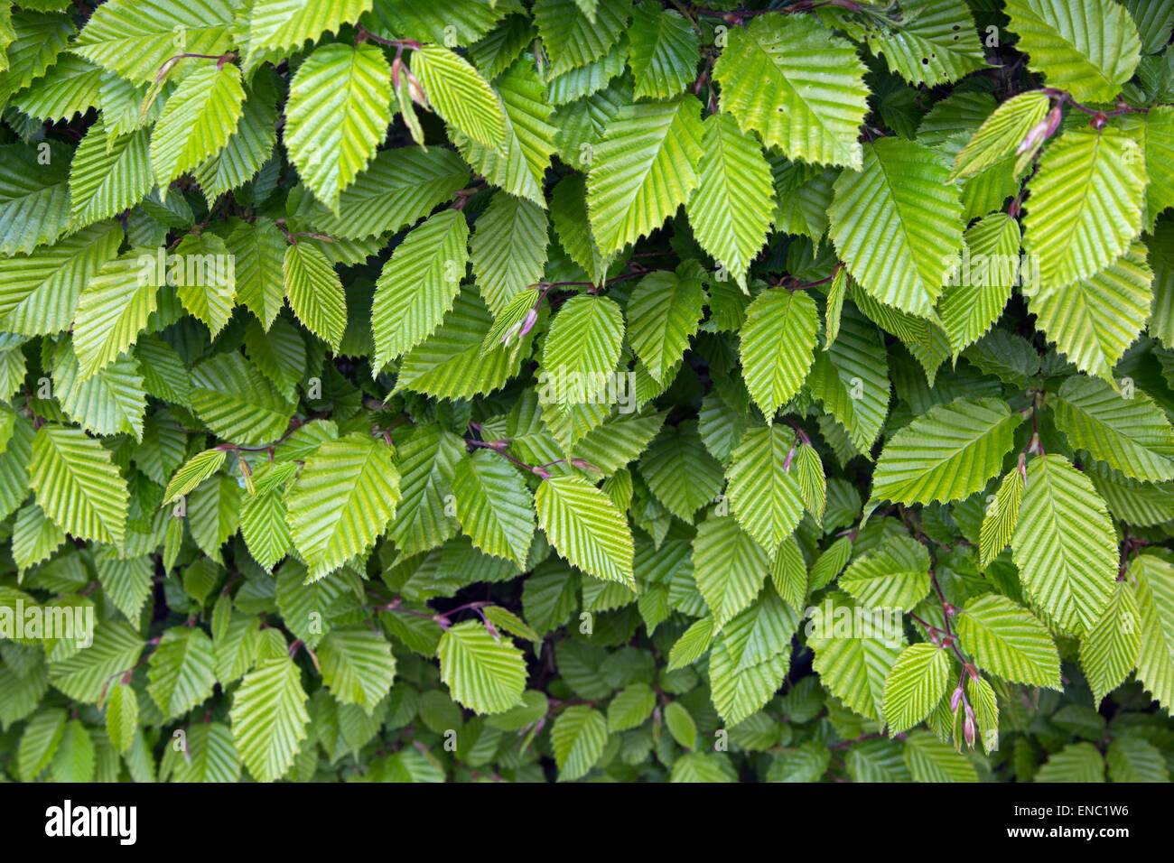 Fresh new leaves on Hornbeam Carpinus batulus hedge  Spring Stock Photo