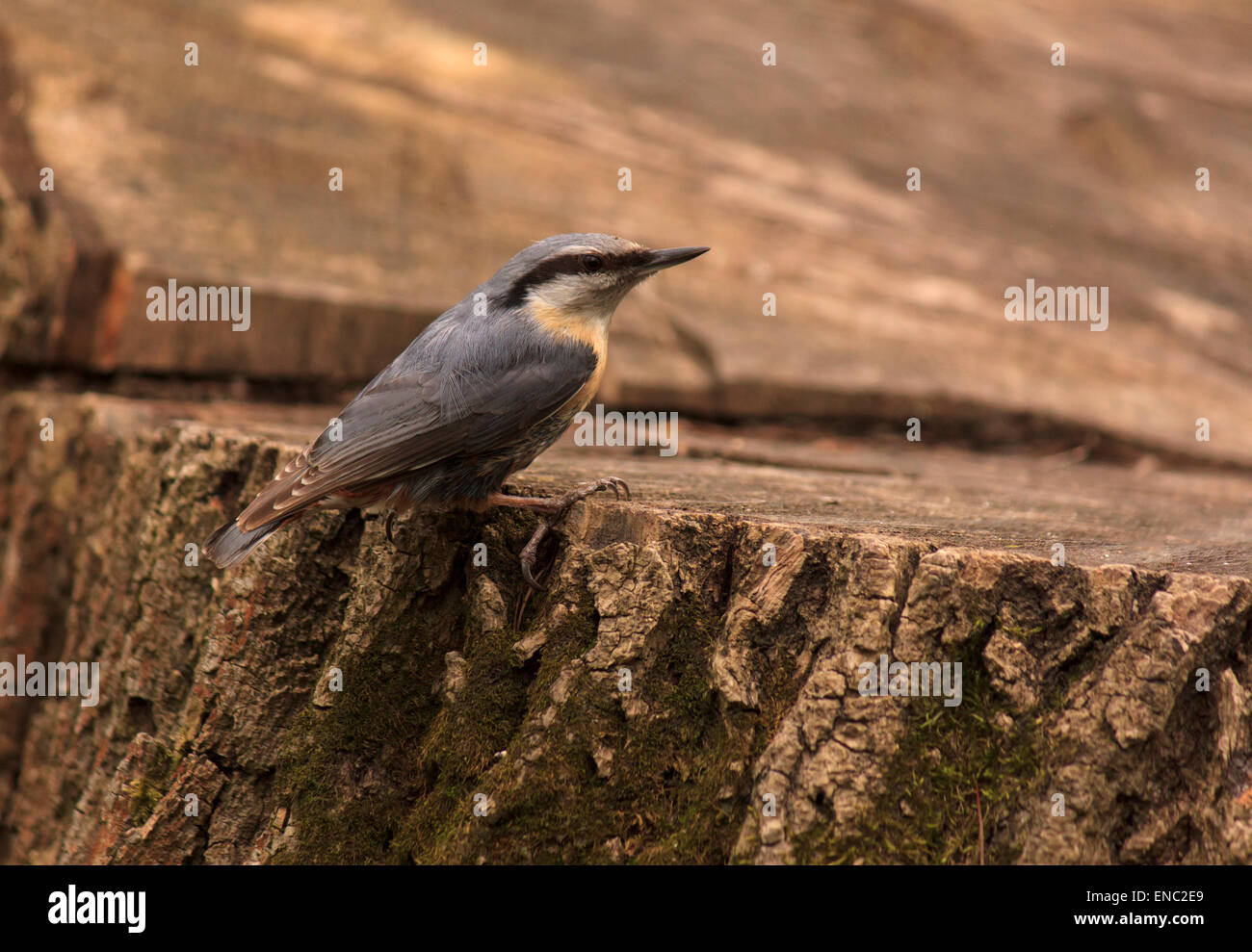 close up of nuthatch sitting on stump of tree Stock Photo