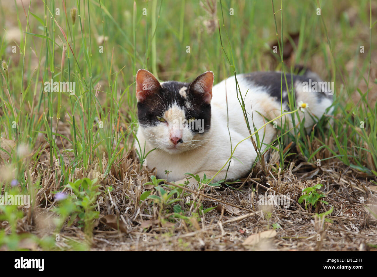 Cat garden grass hi-res stock photography and images - Alamy