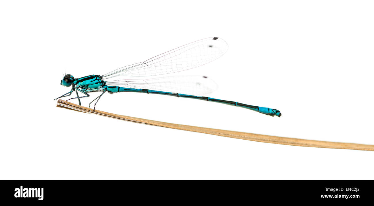 Azure damselfly, Coenagrion puella, on a straw in front of a white background Stock Photo