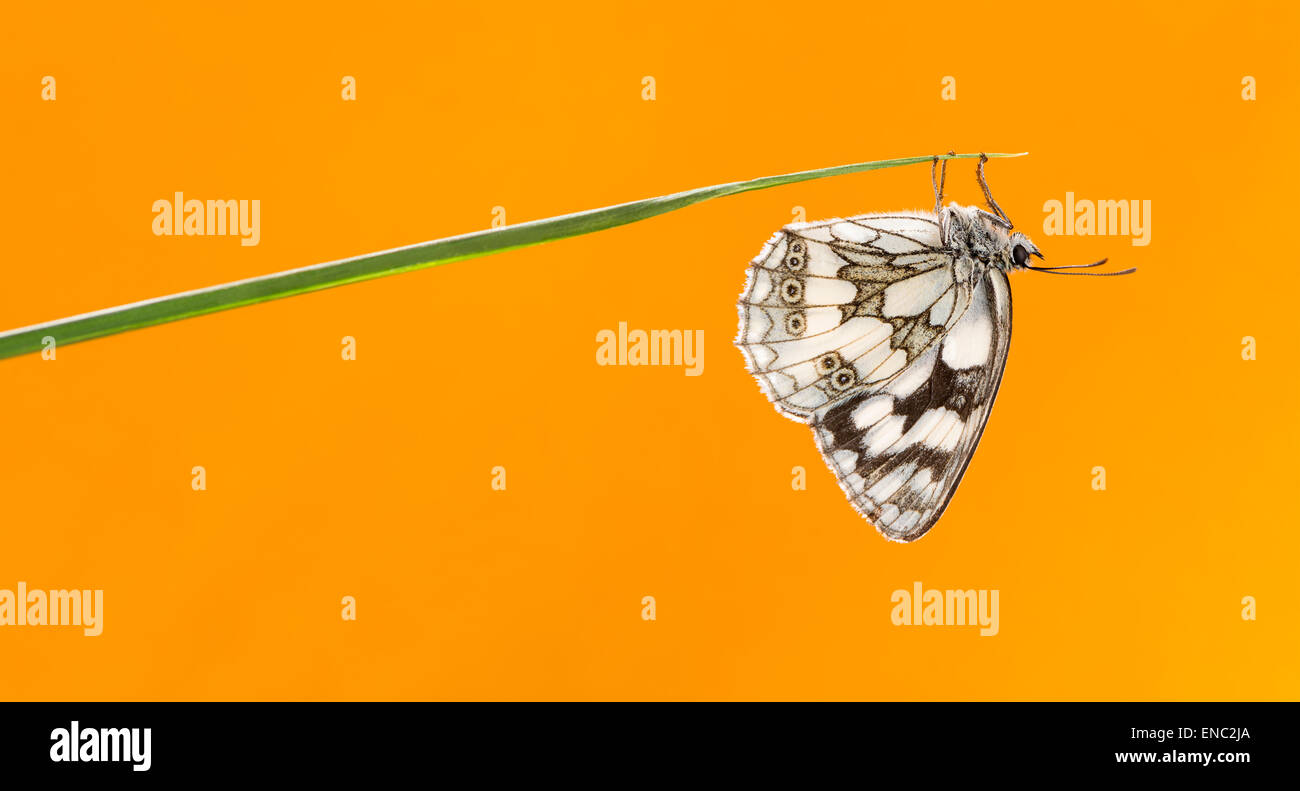 Marbled white butterfly, Melanargia galathea, on a blade of grass in front of an orange background Stock Photo
