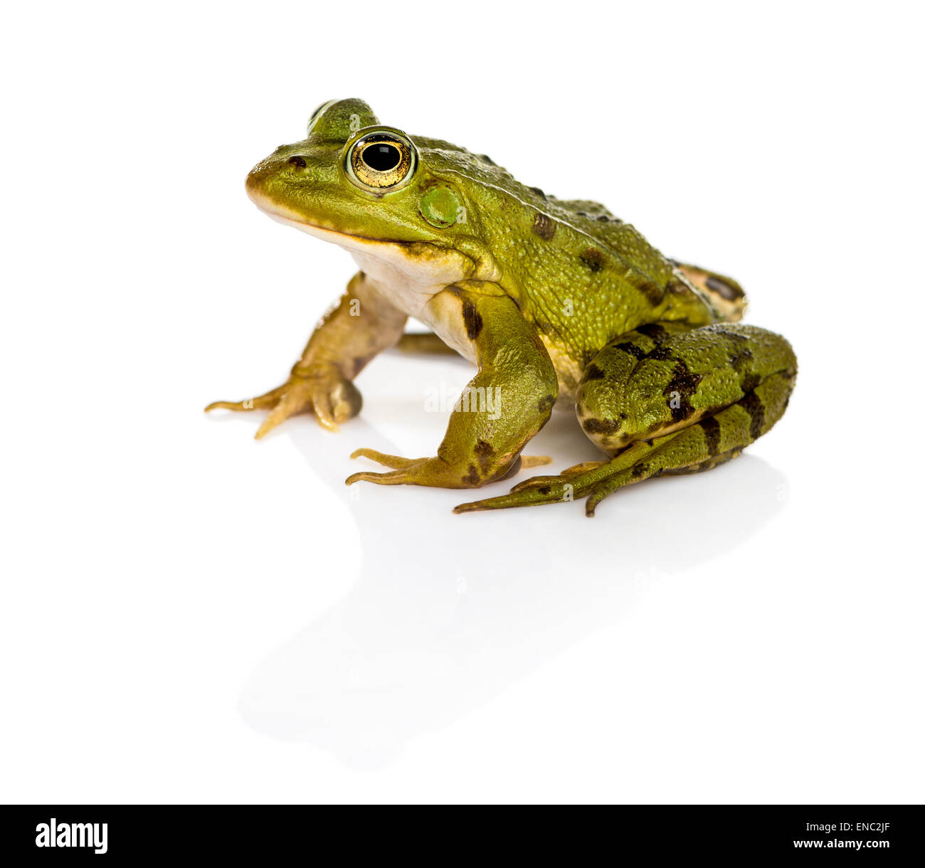 Common European frog or Edible Frog, Rana kl. Esculenta, in front of white background Stock Photo