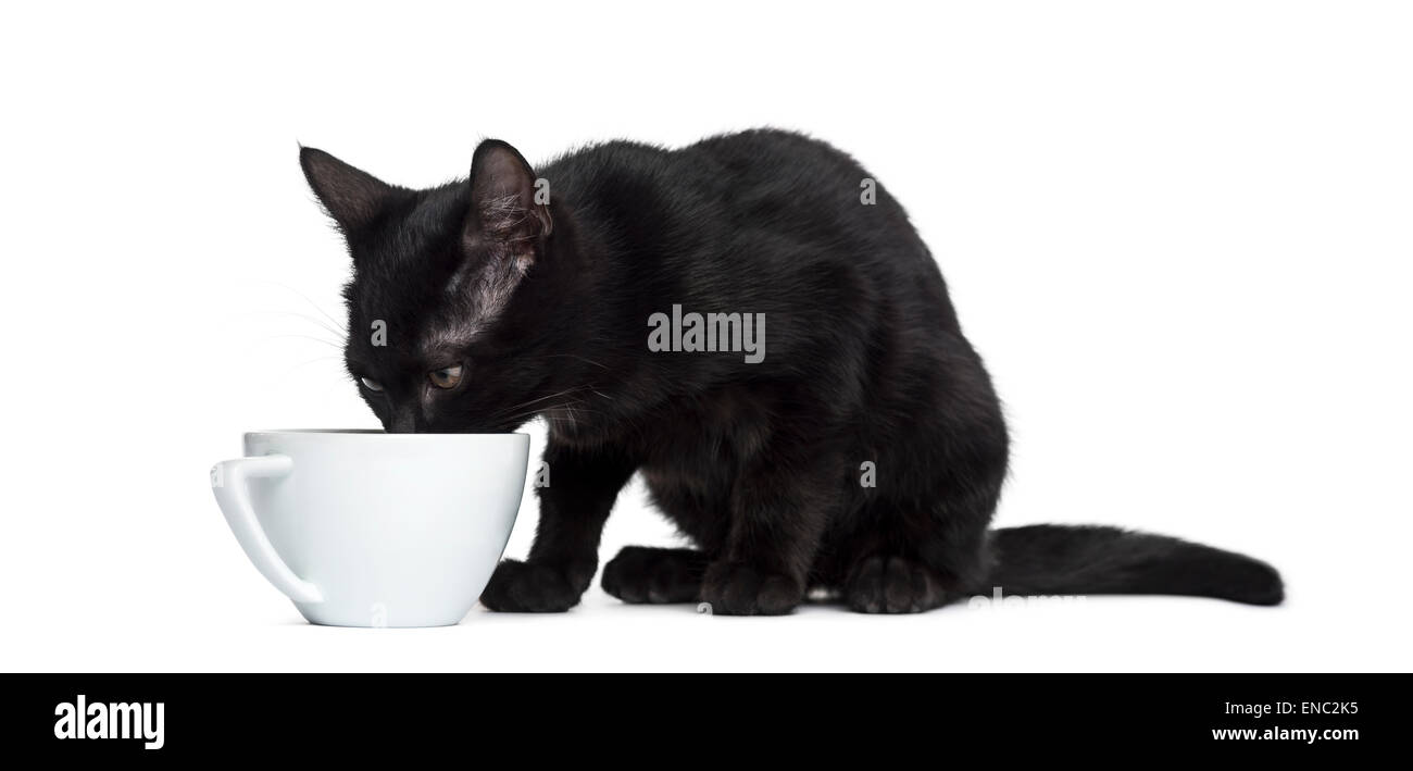Black cat drinking in a cup in front of a white background Stock Photo