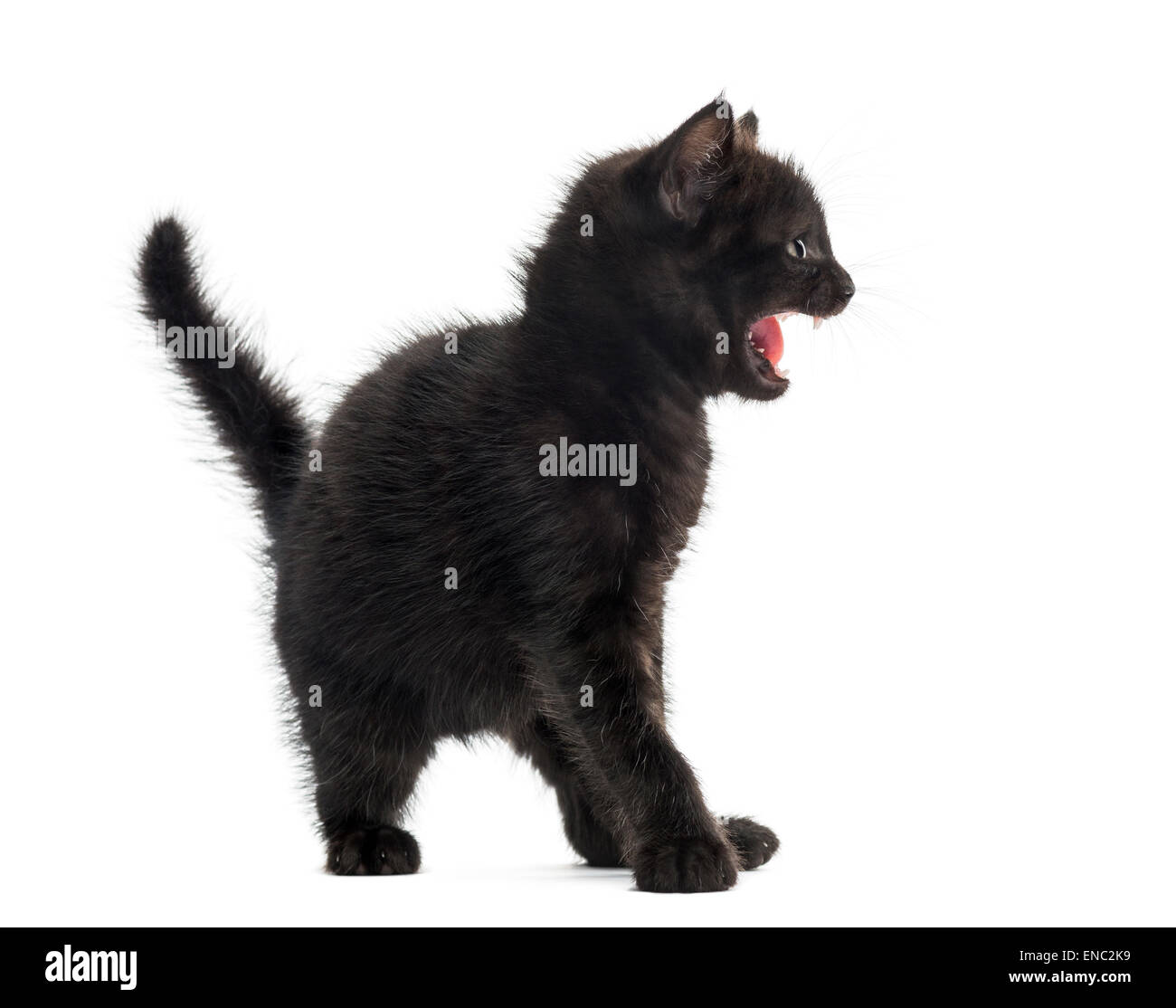 Aggressive black kitten in front of a white background Stock Photo - Alamy