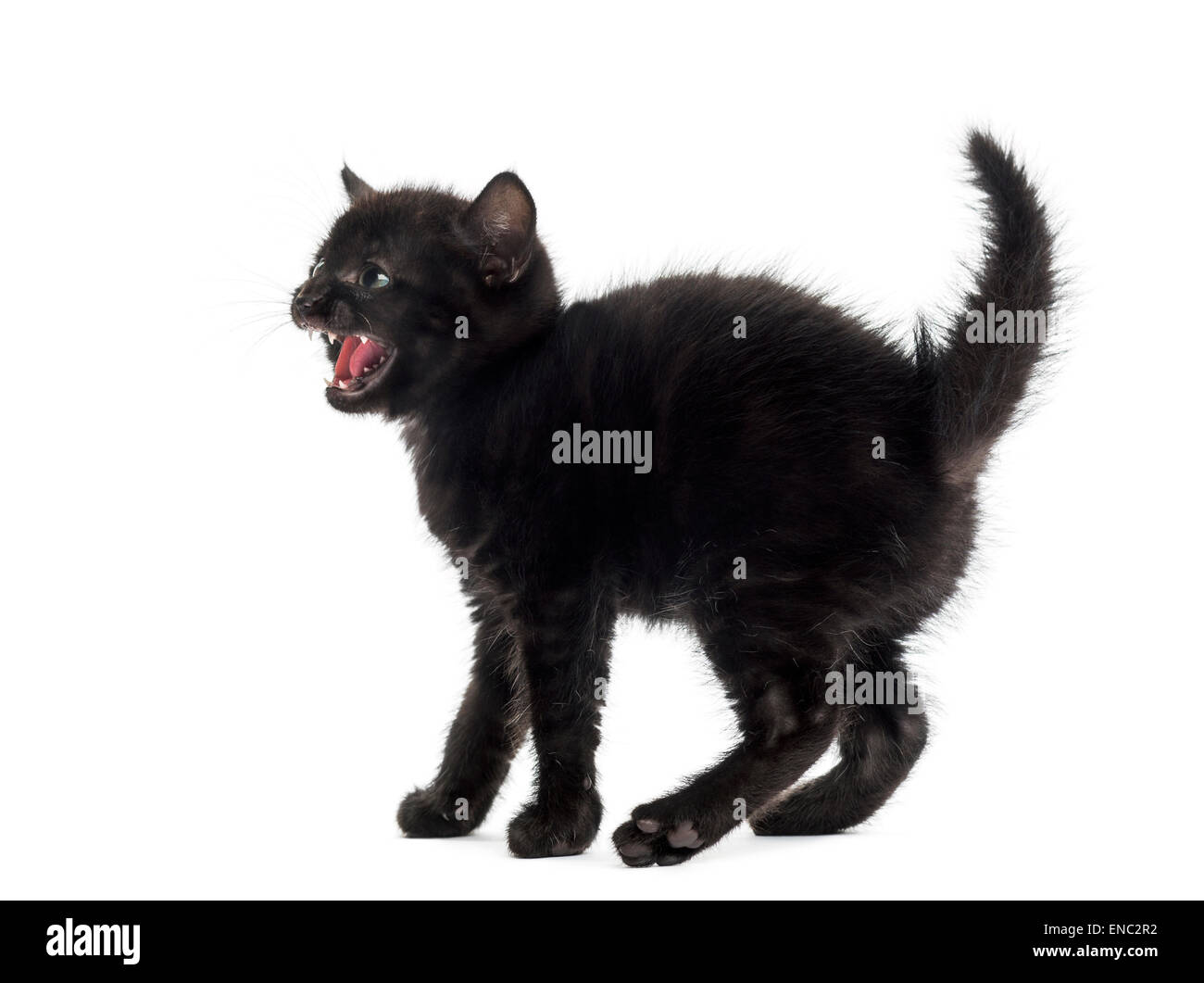 Aggressive black kitten in front of a white background Stock Photo